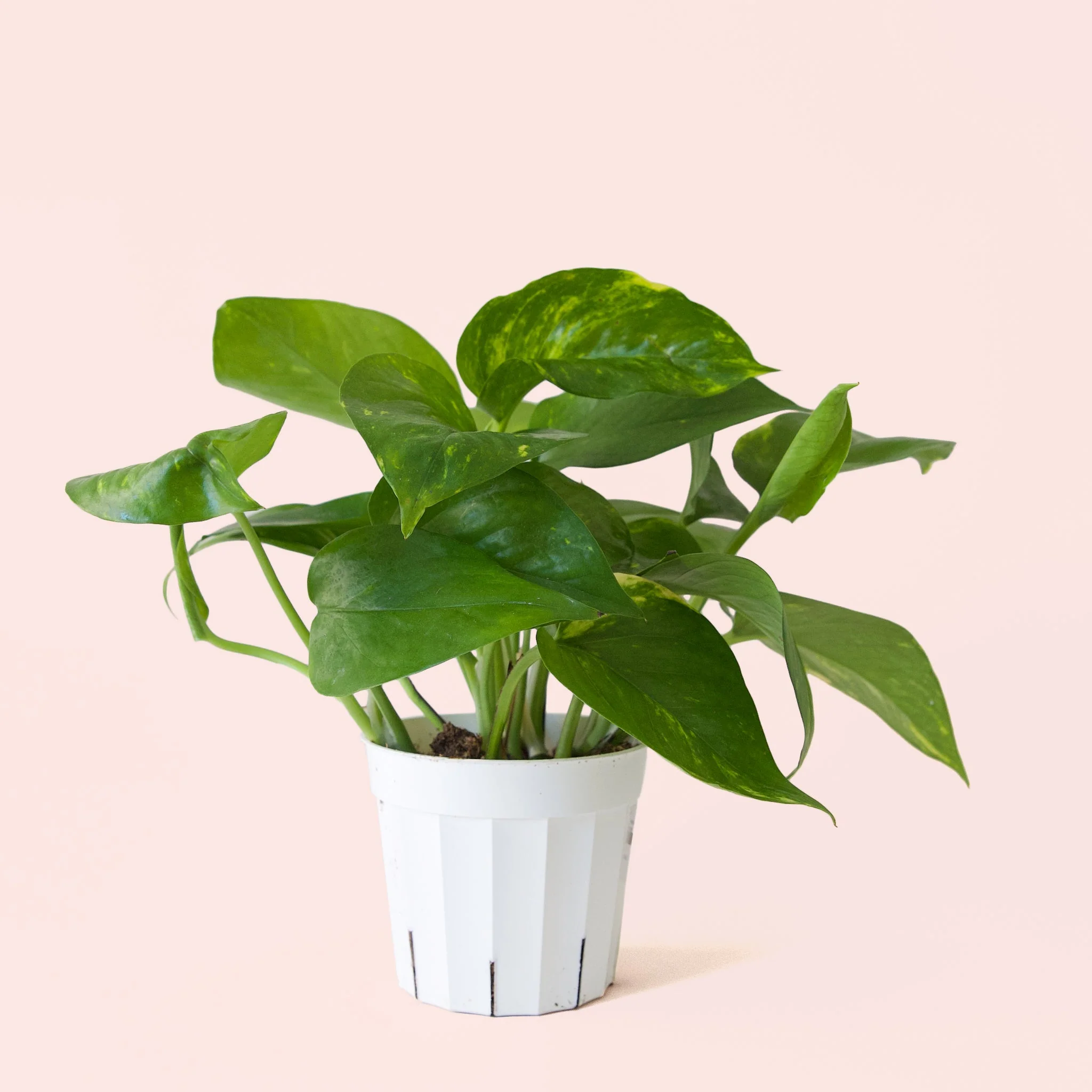 Pothos | Variegated - Image 20