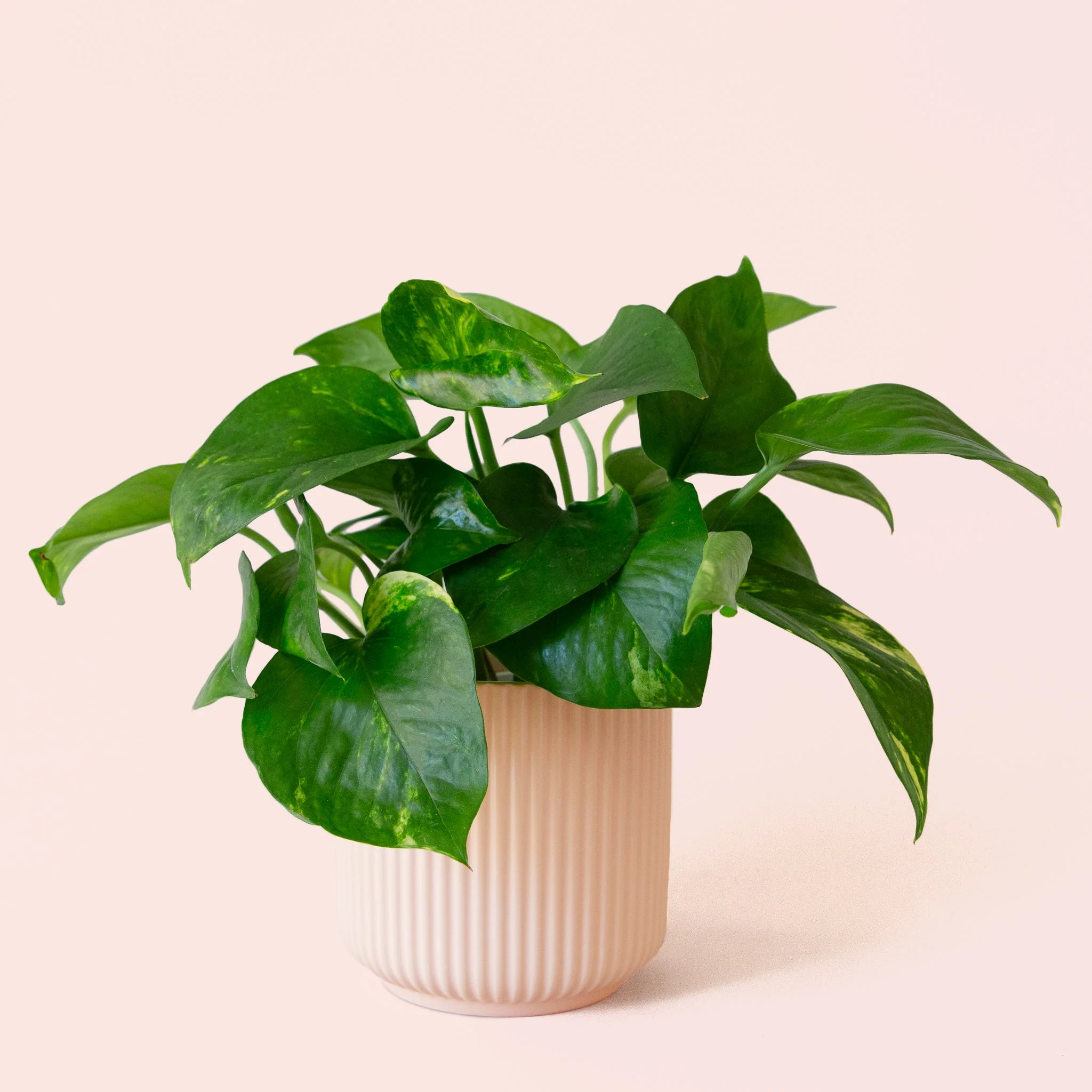Pothos | Variegated - Image 21