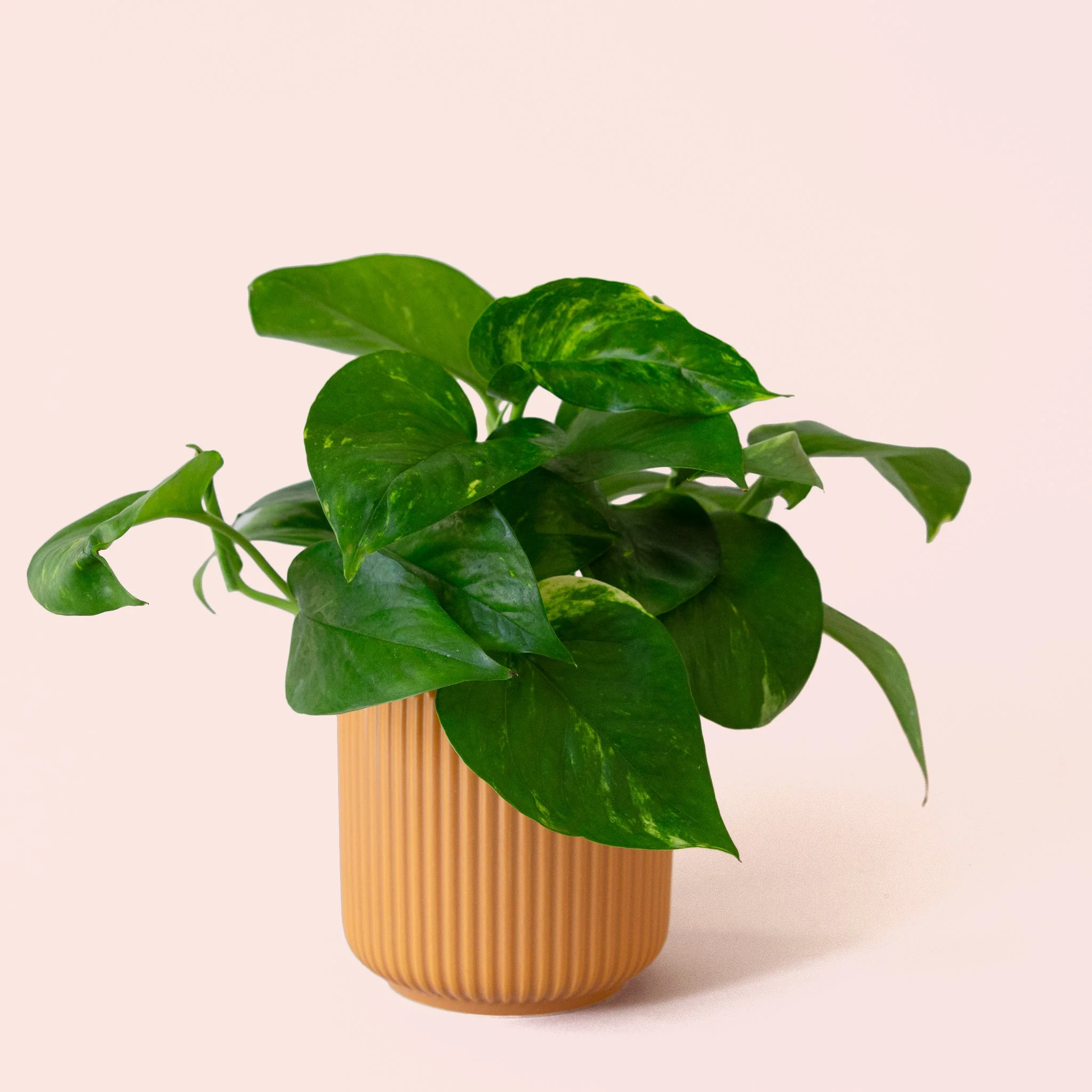 Pothos | Variegated - Image 22