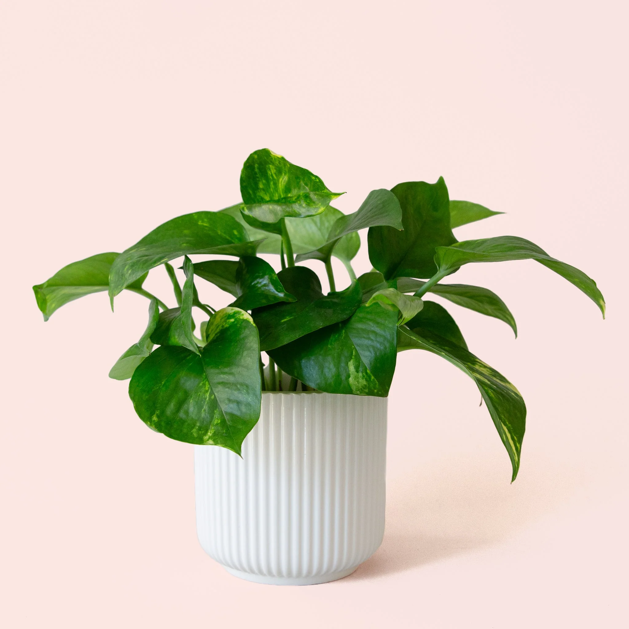 Pothos | Variegated - Image 23