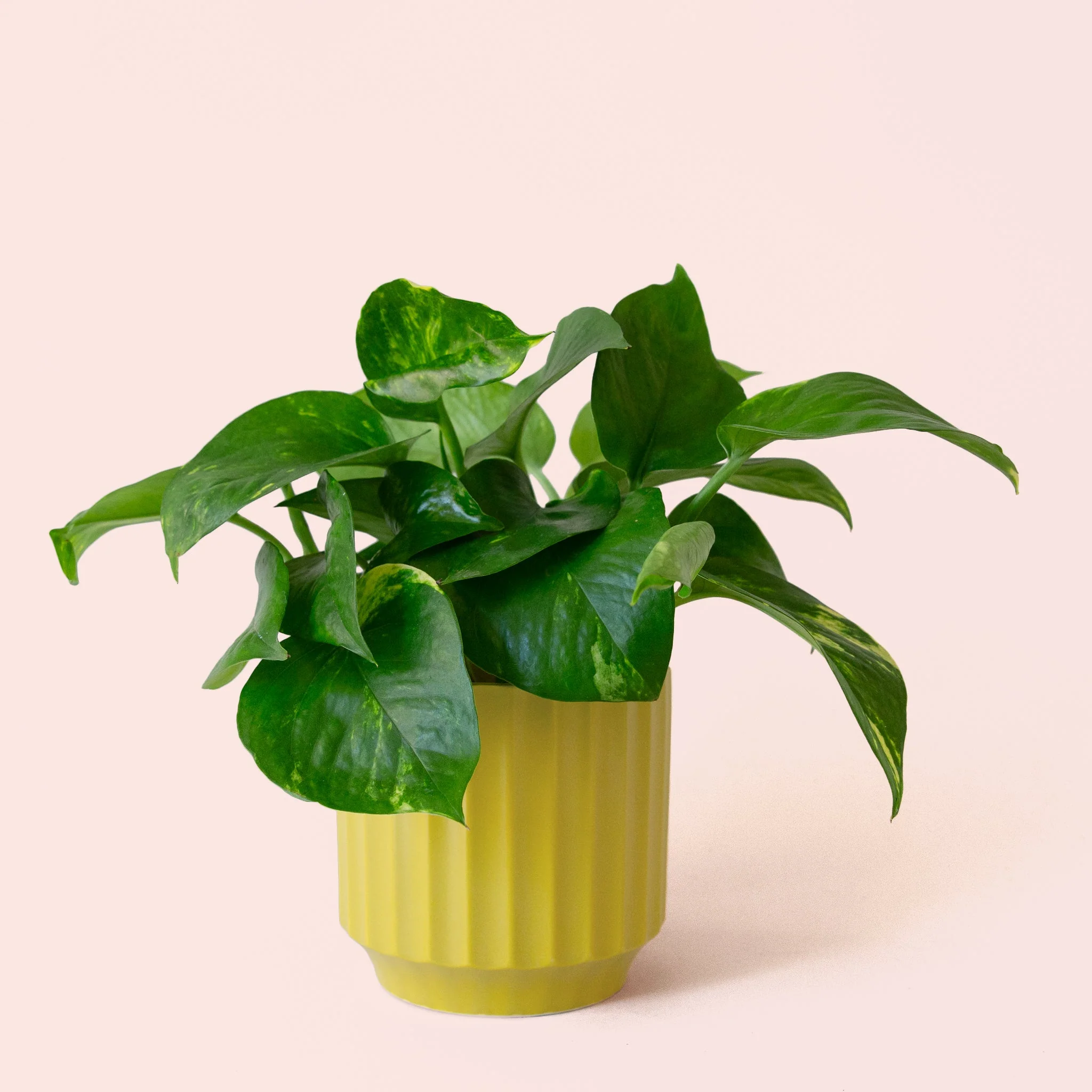 Pothos | Variegated - Image 24
