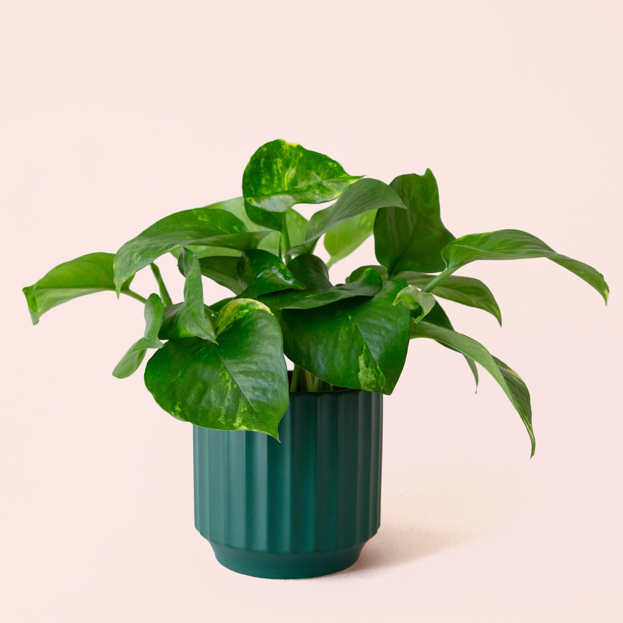 Pothos | Variegated - Image 25