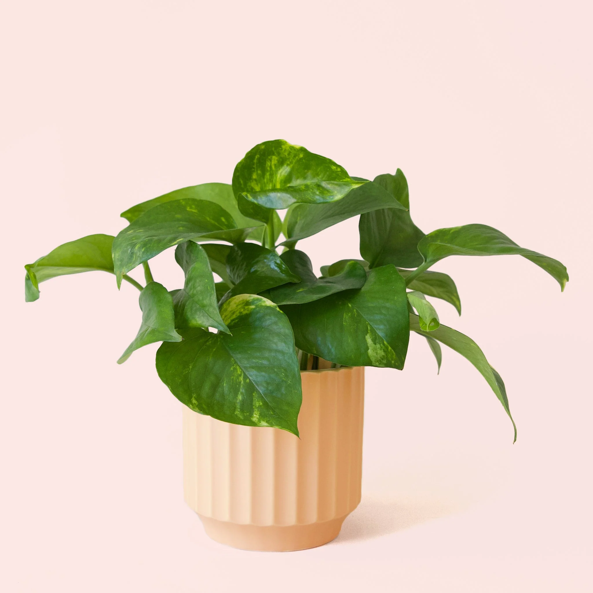 Pothos | Variegated - Image 26