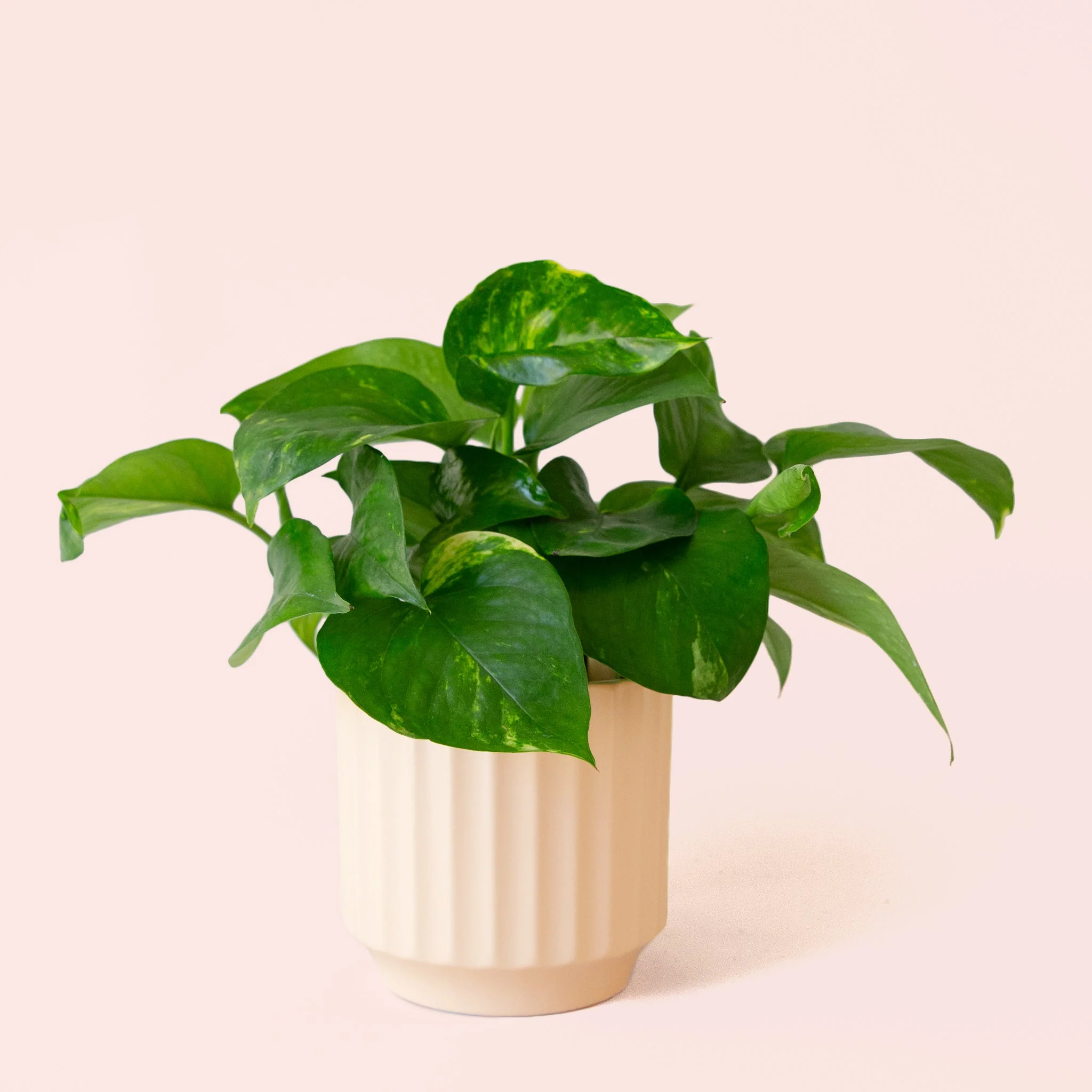Pothos | Variegated - Image 27