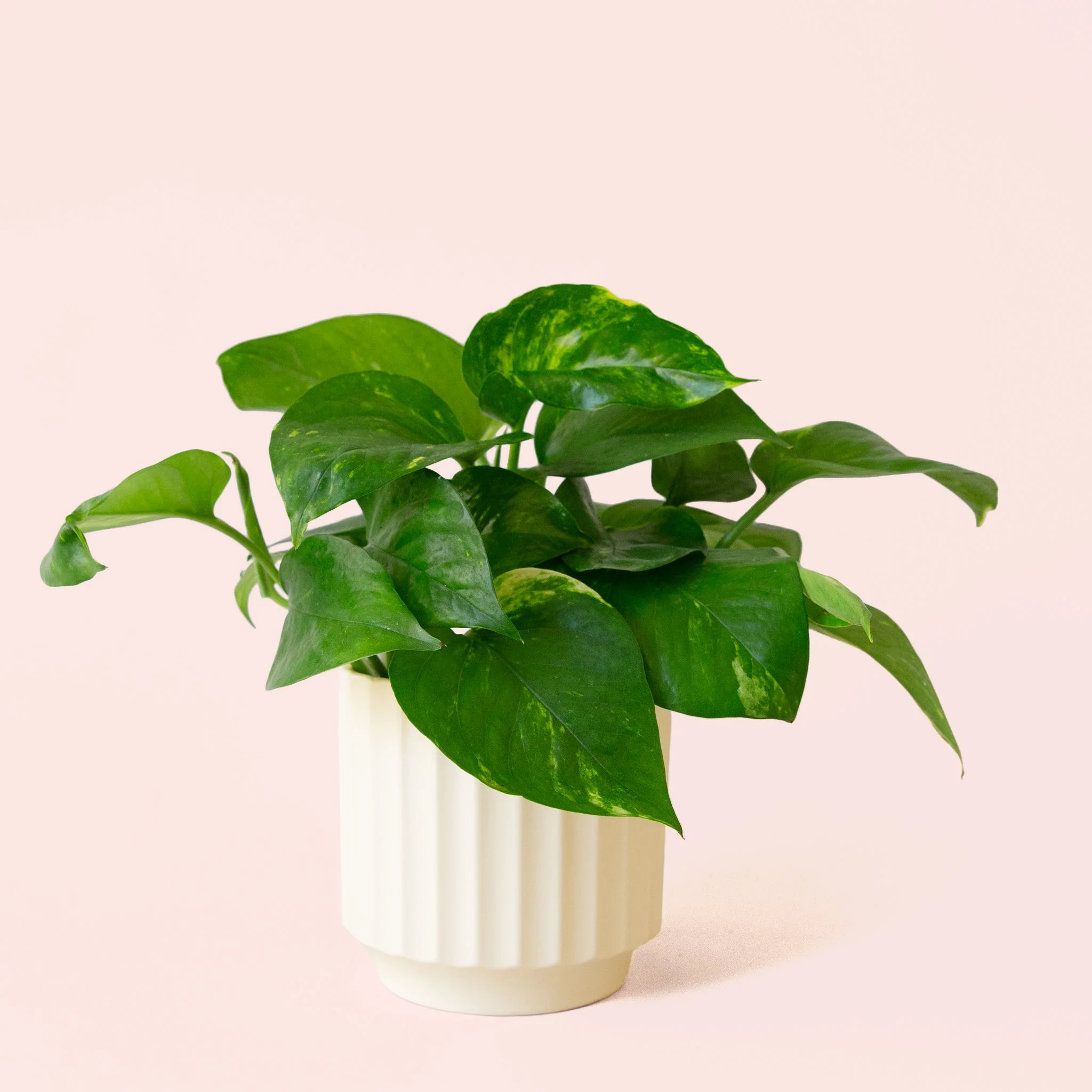 Pothos | Variegated - Image 28