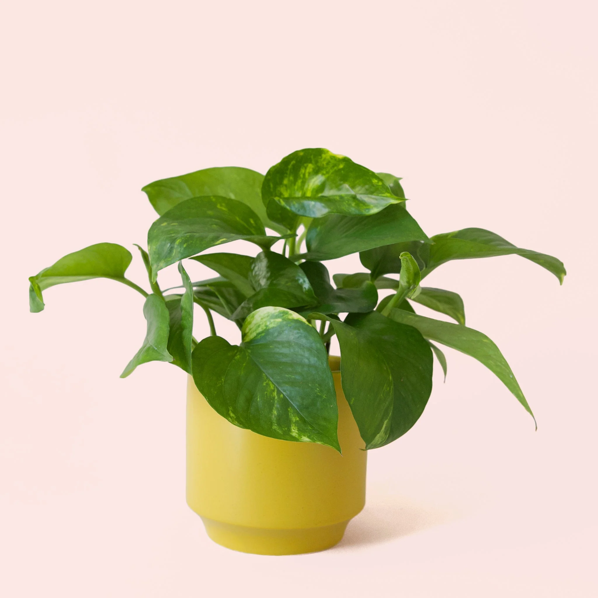 Pothos | Variegated - Image 29