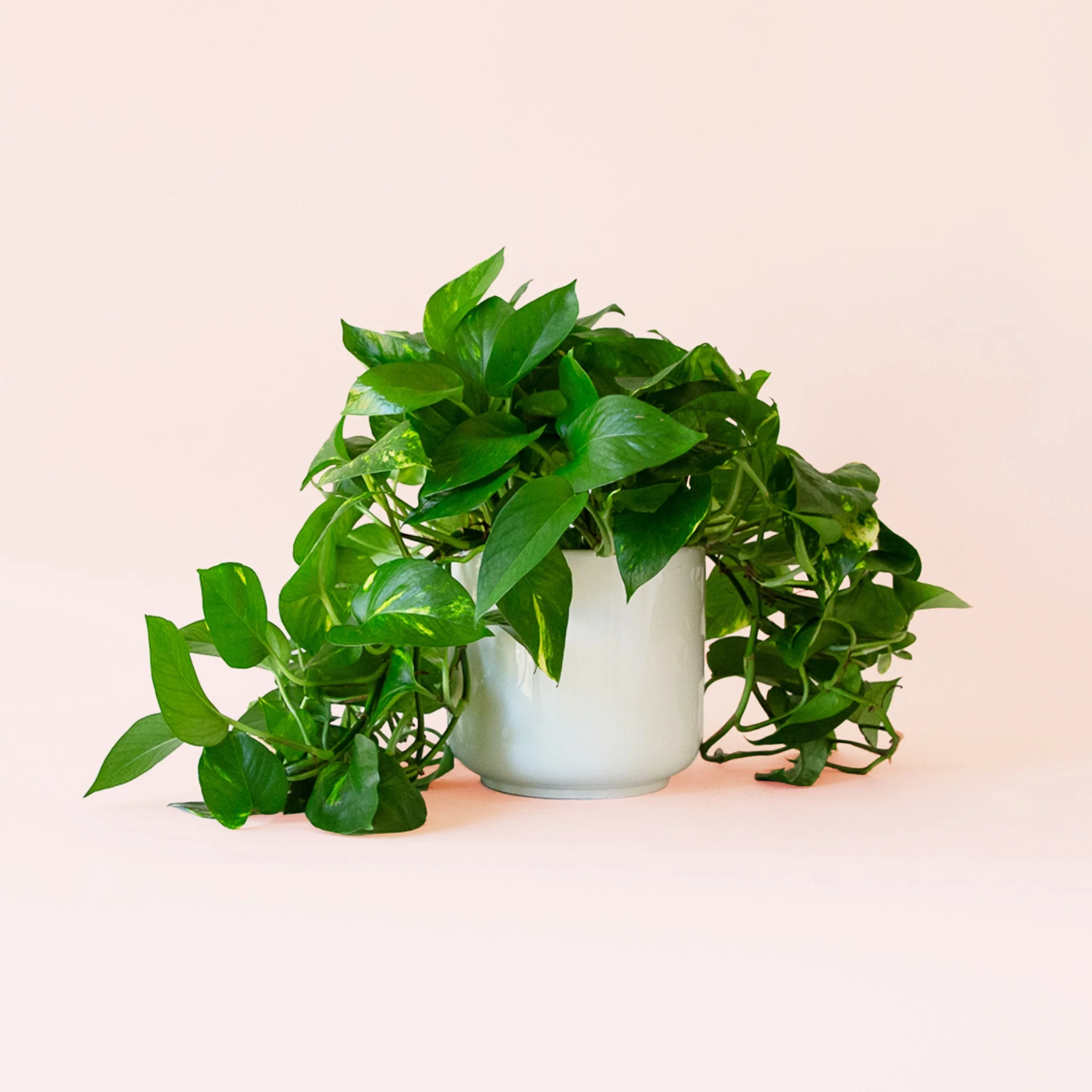 Pothos | Variegated - Image 3
