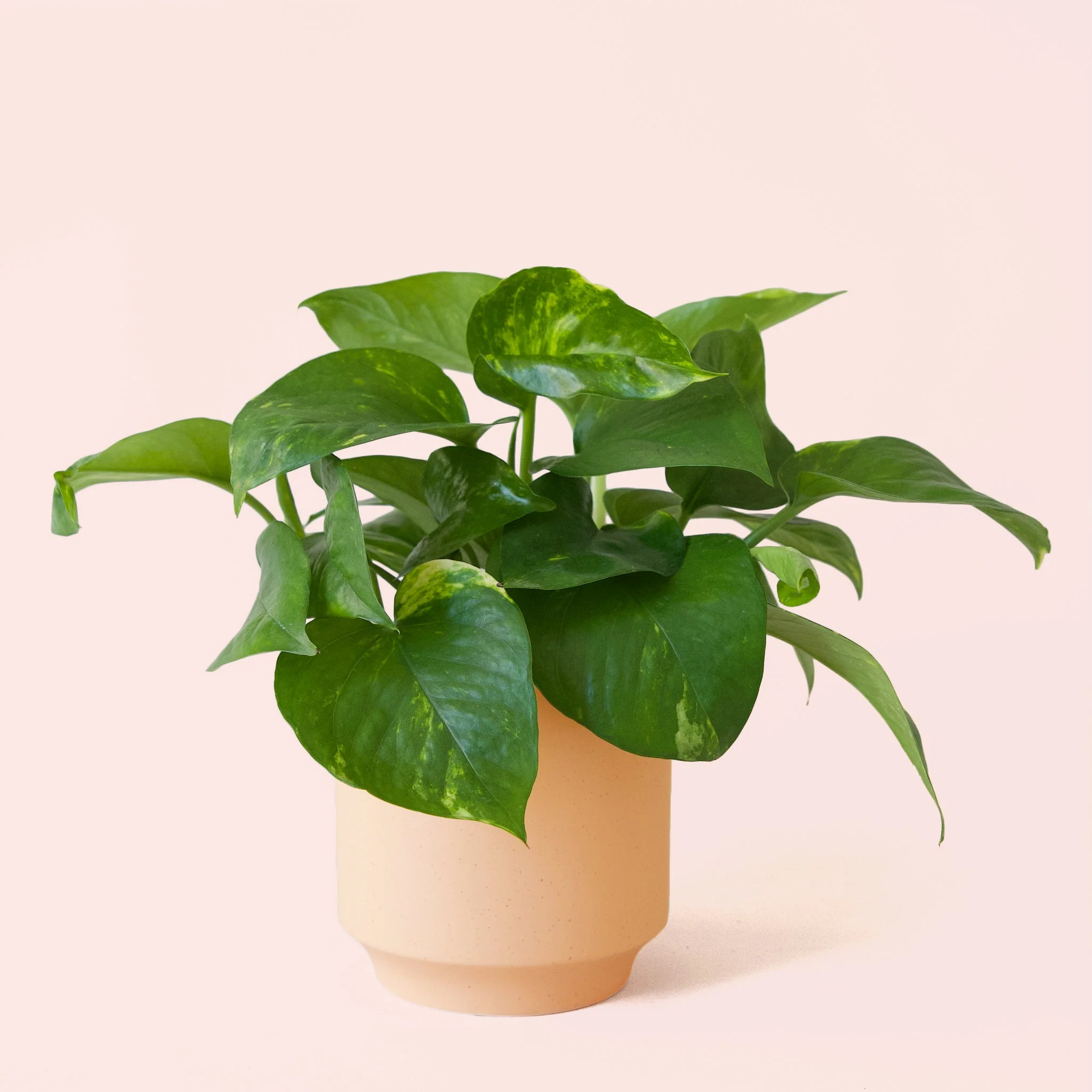 Pothos | Variegated - Image 30