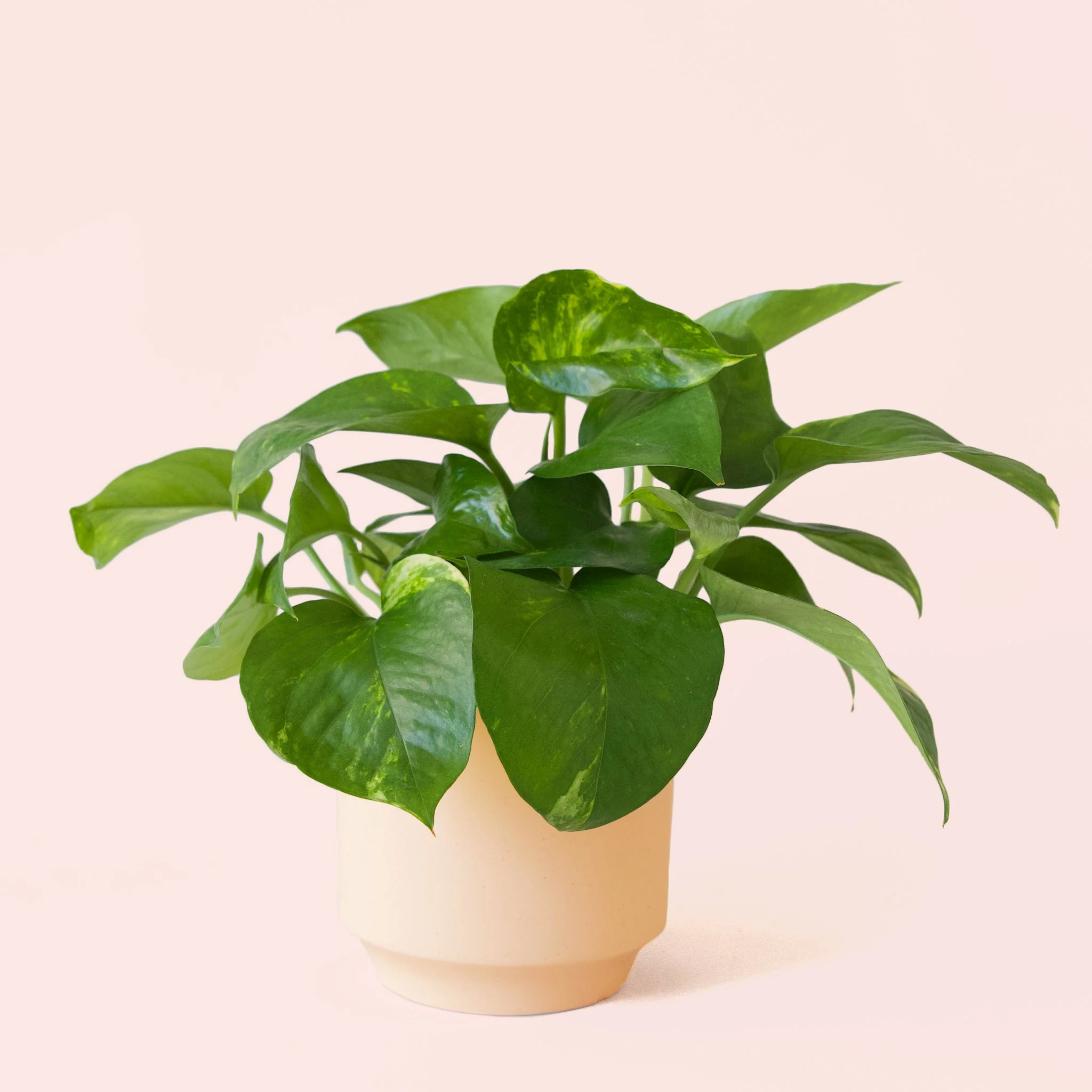 Pothos | Variegated - Image 31