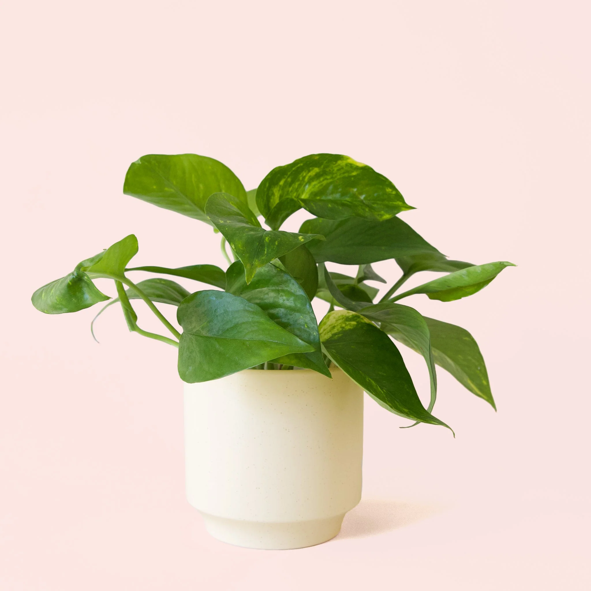 Pothos | Variegated - Image 32