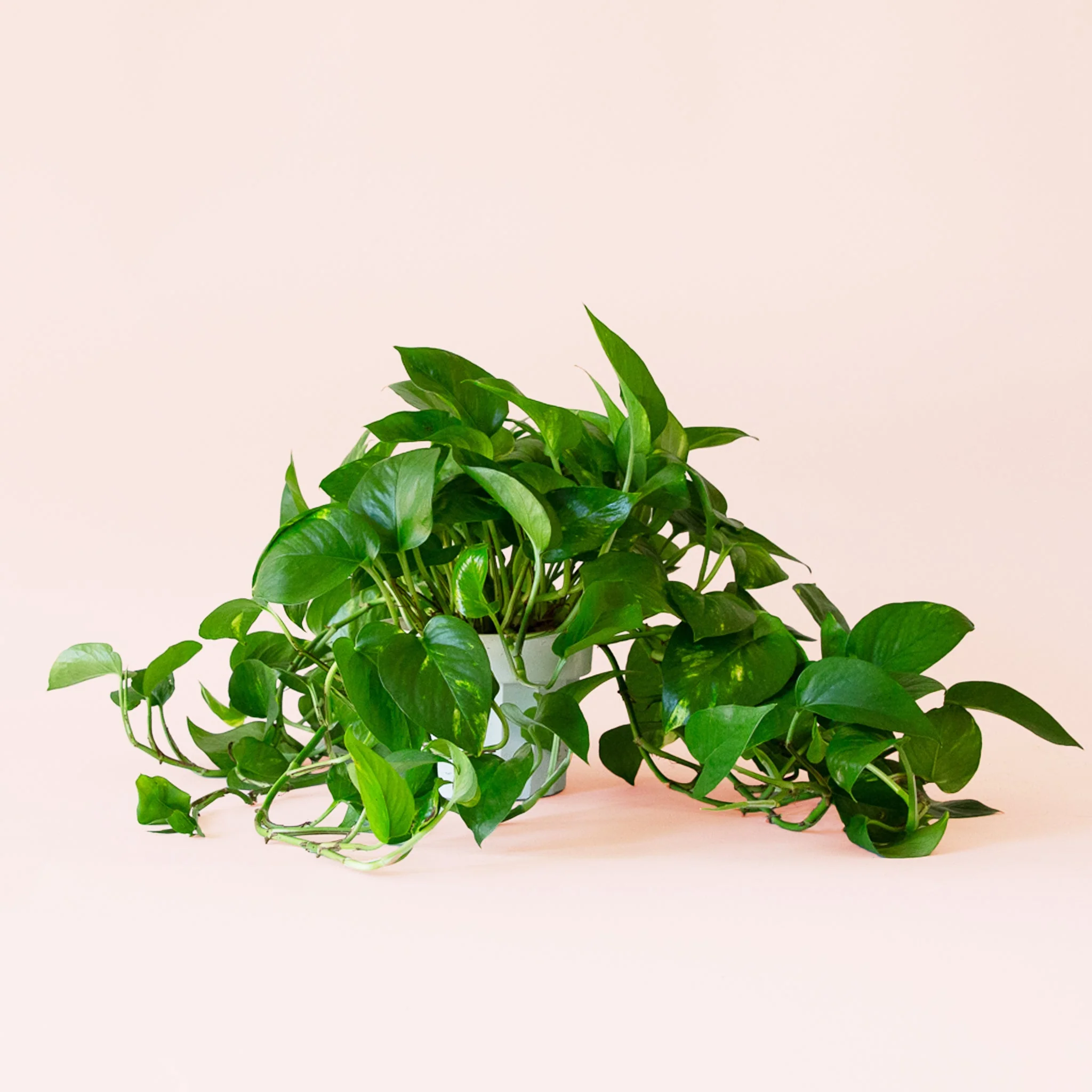 Pothos | Variegated - Image 4