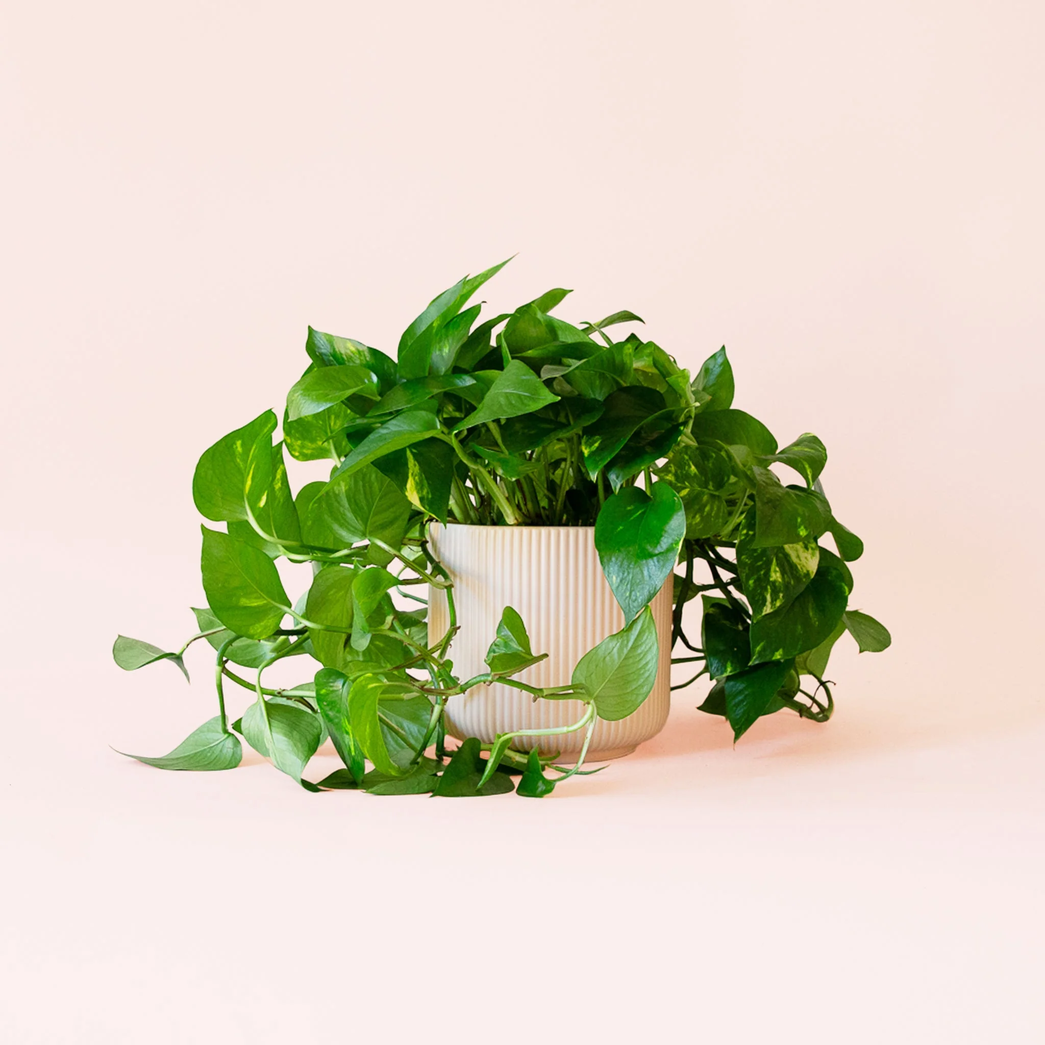 Pothos | Variegated - Image 5