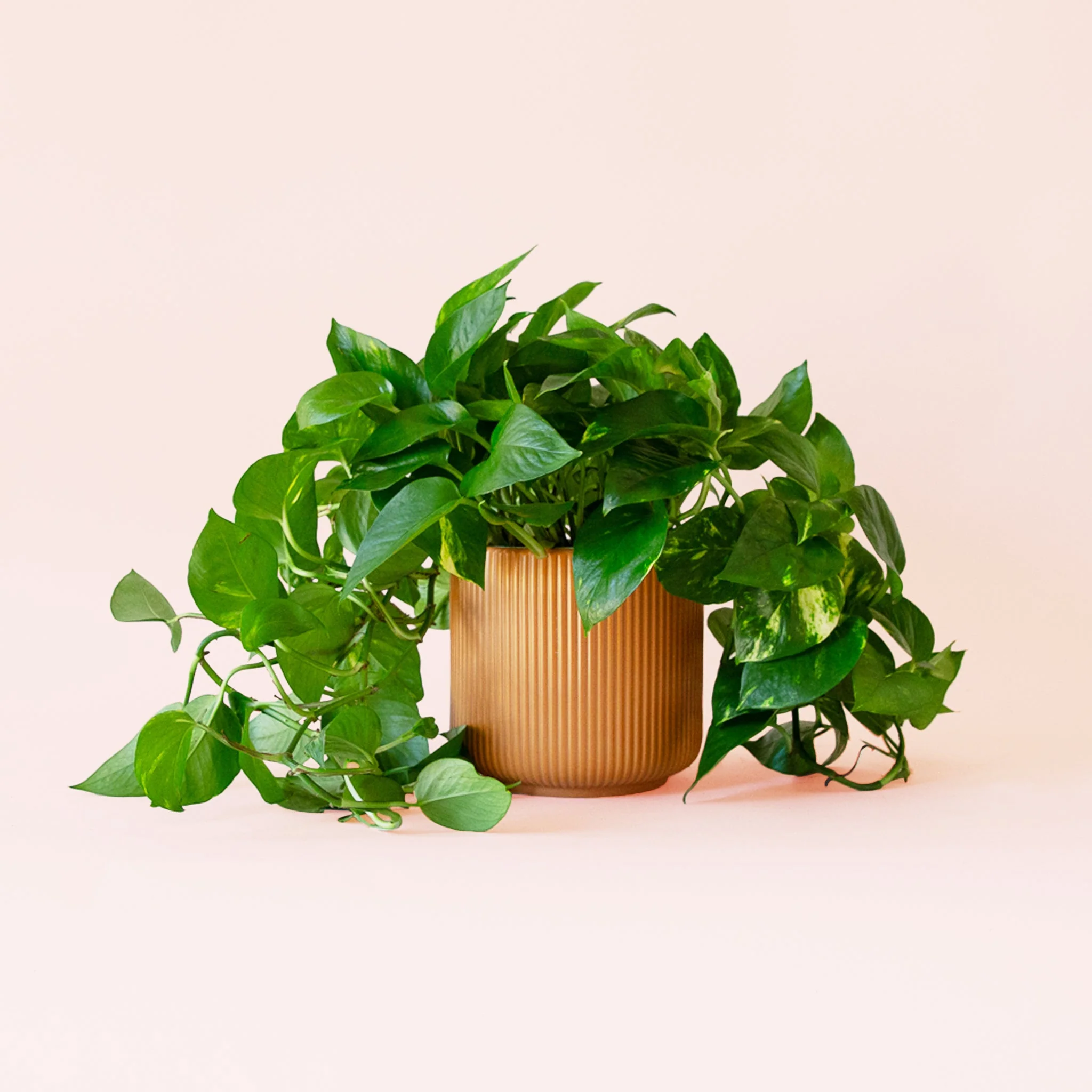 Pothos | Variegated - Image 6