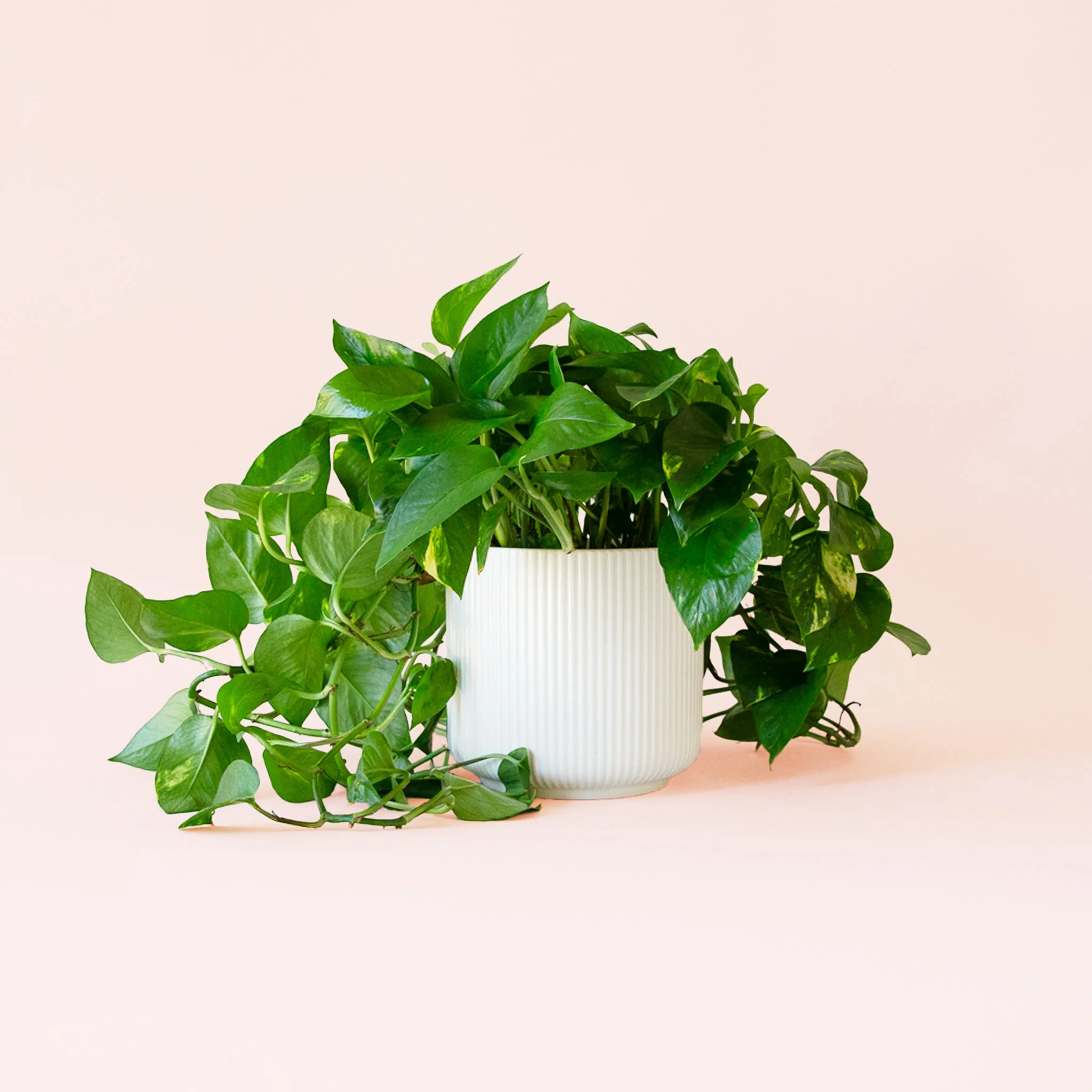 Pothos | Variegated - Image 7