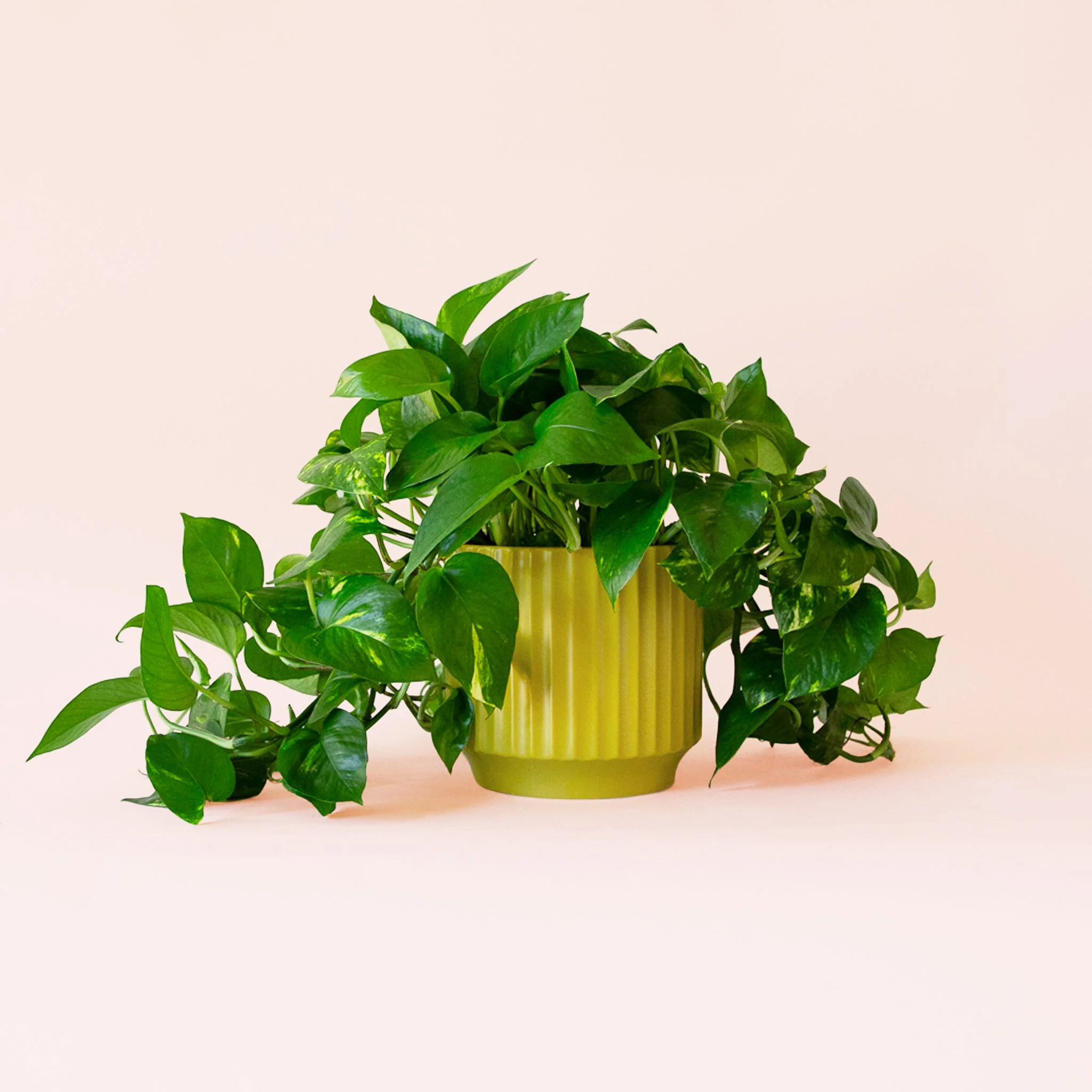 Pothos | Variegated - Image 8