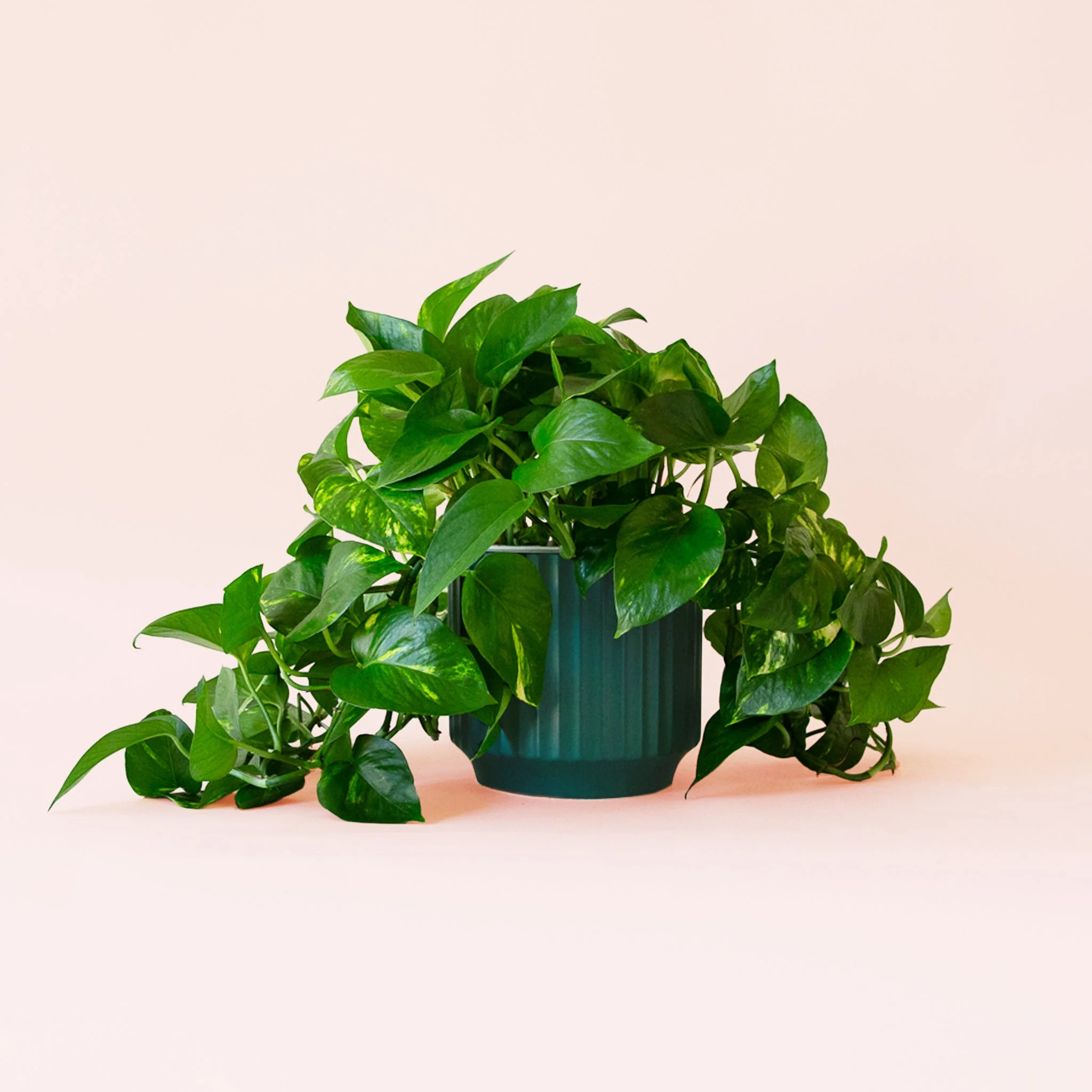 Pothos | Variegated - Image 9