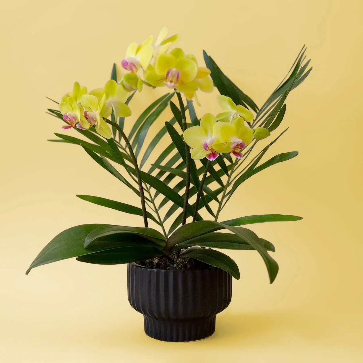 Presley Vase | Black - Image 3