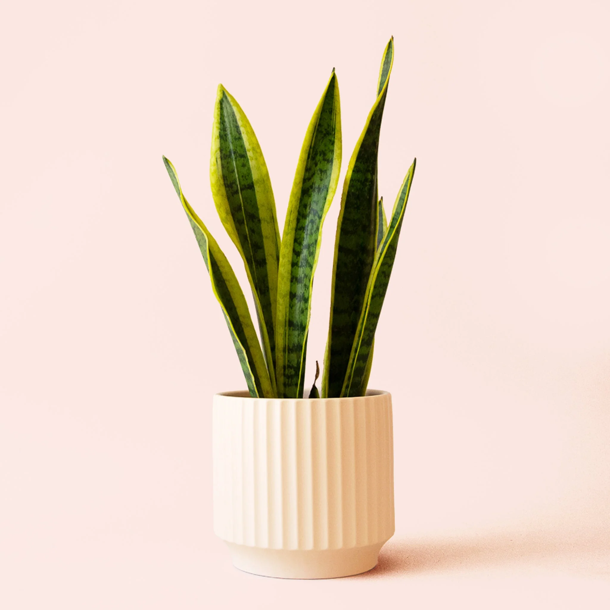 Sansevieria | Laurentii - Image 10