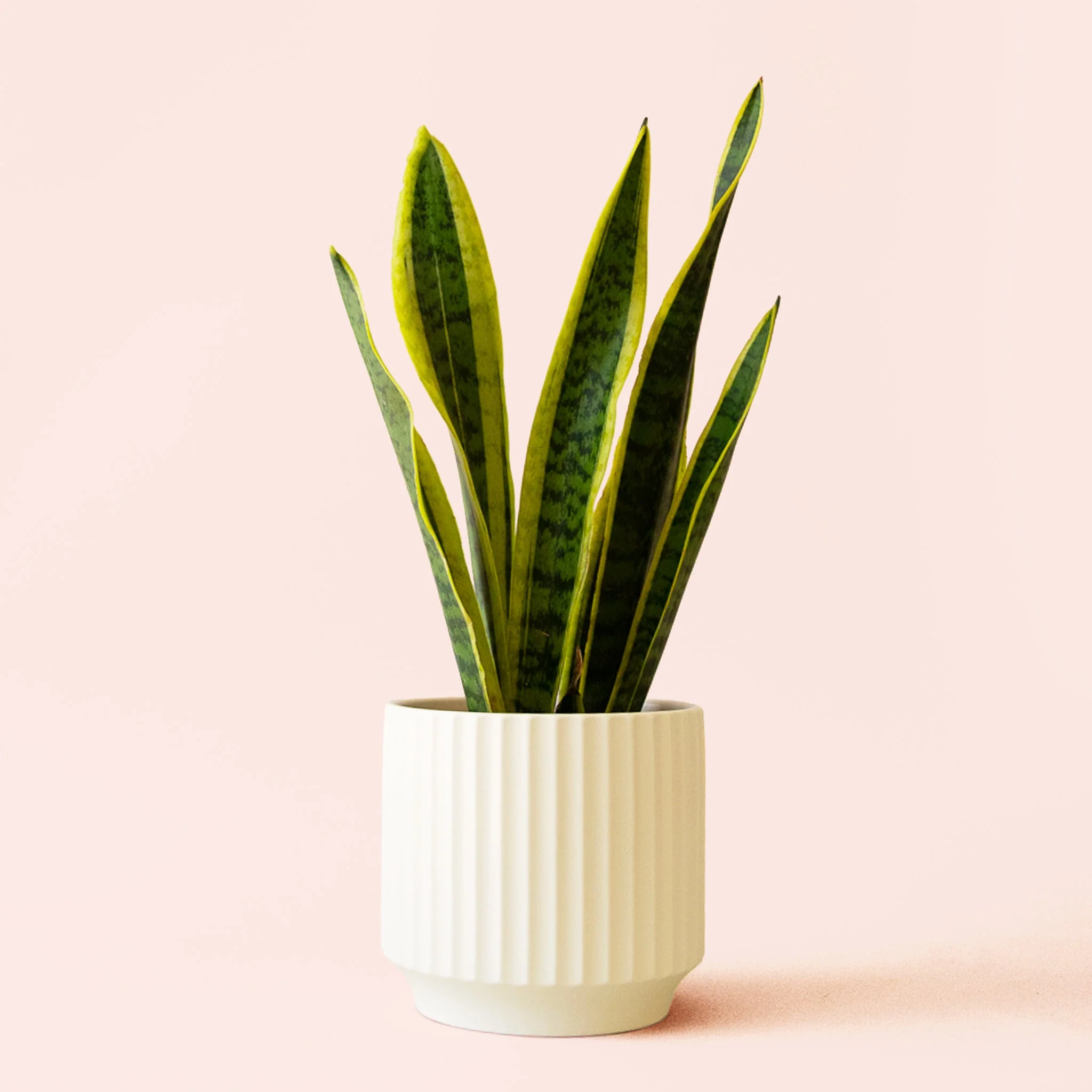 Sansevieria | Laurentii - Image 11