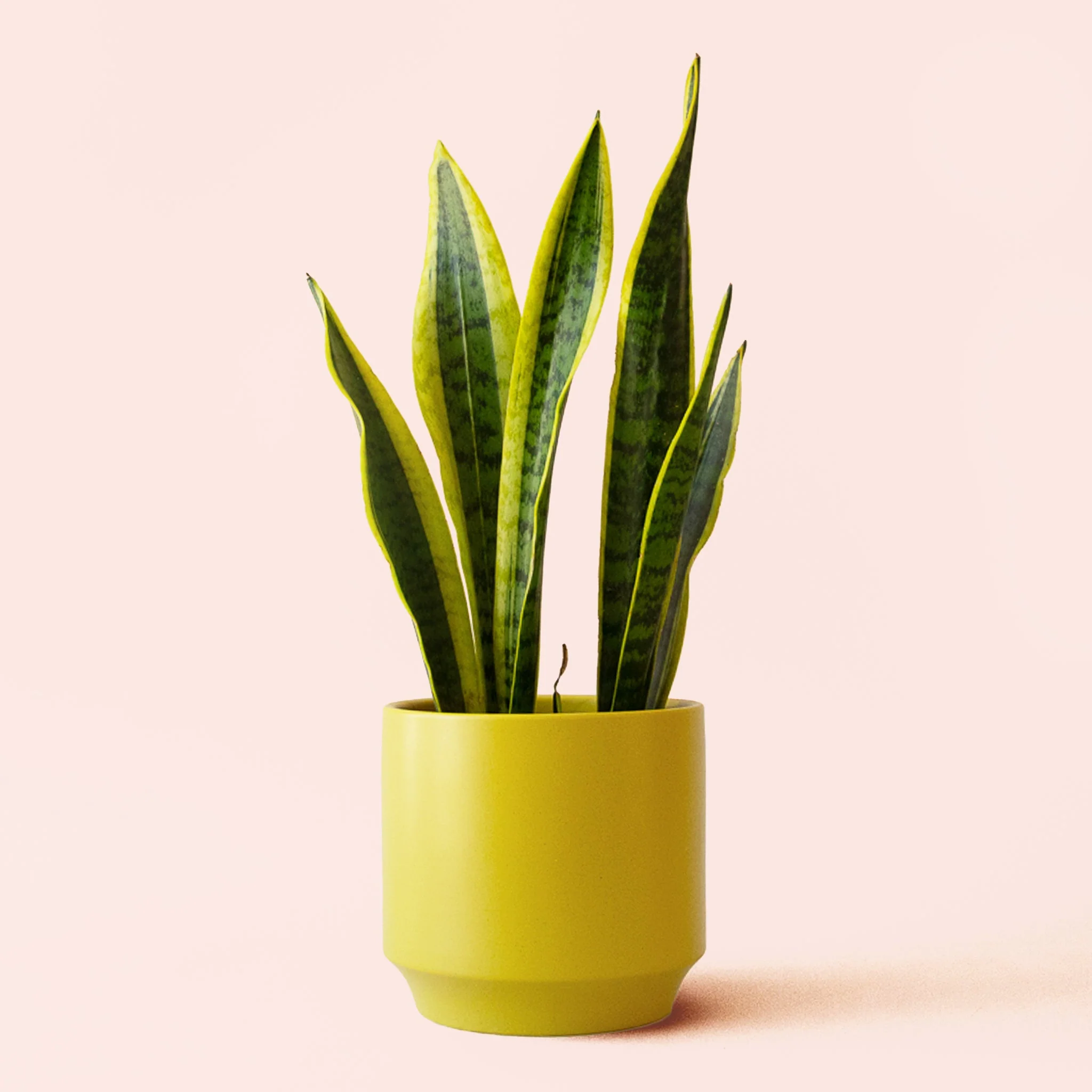 Sansevieria | Laurentii - Image 12