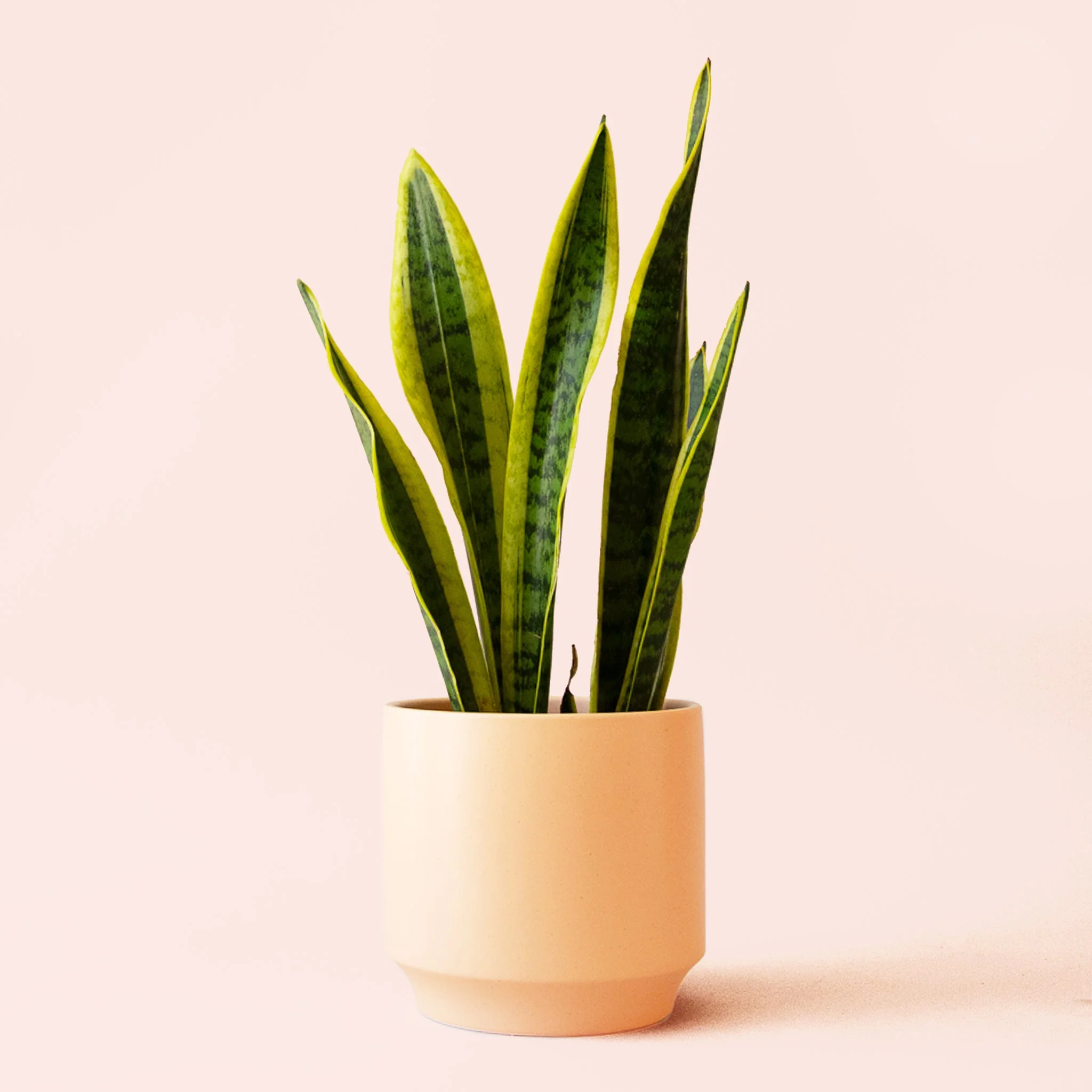 Sansevieria | Laurentii - Image 13
