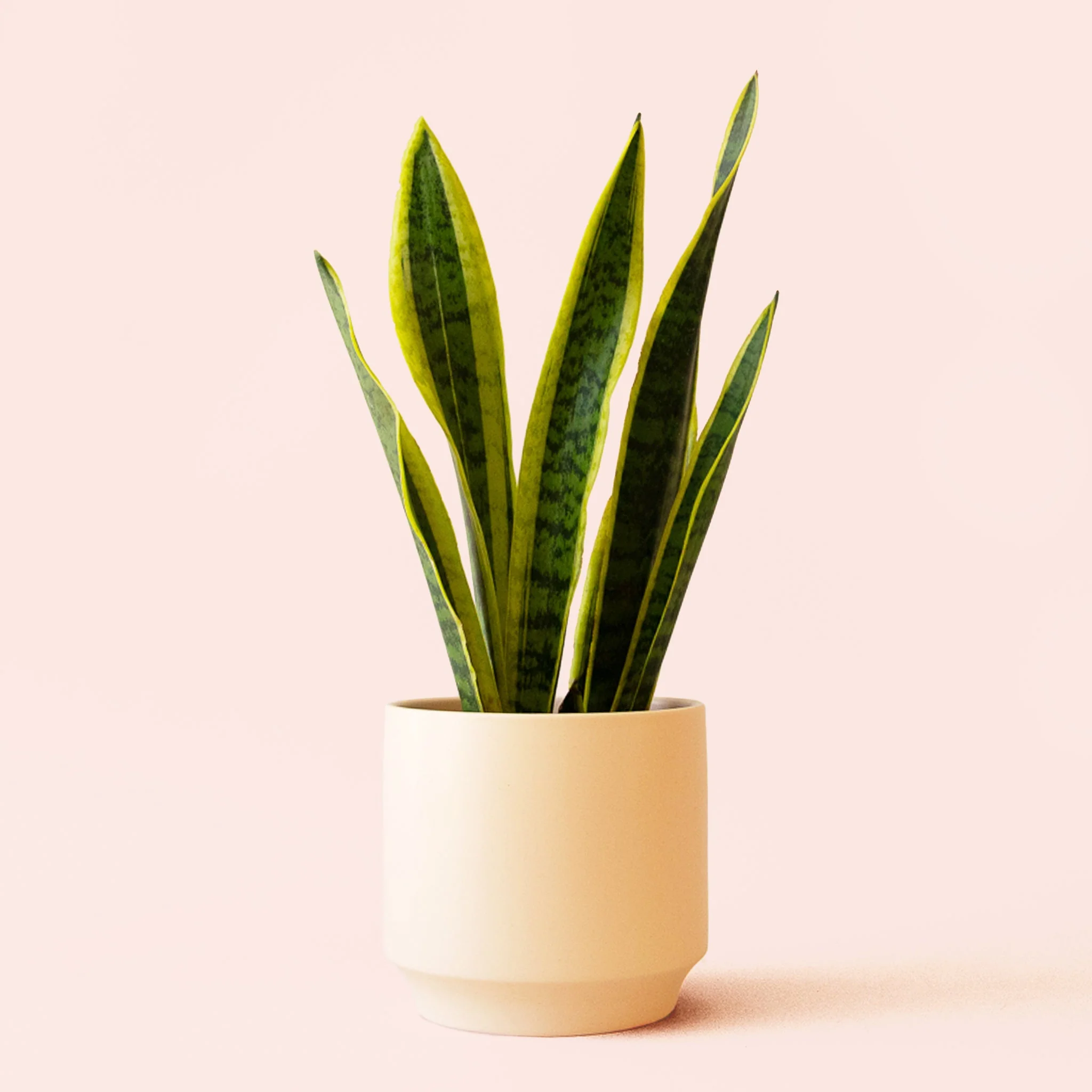 Sansevieria | Laurentii - Image 14