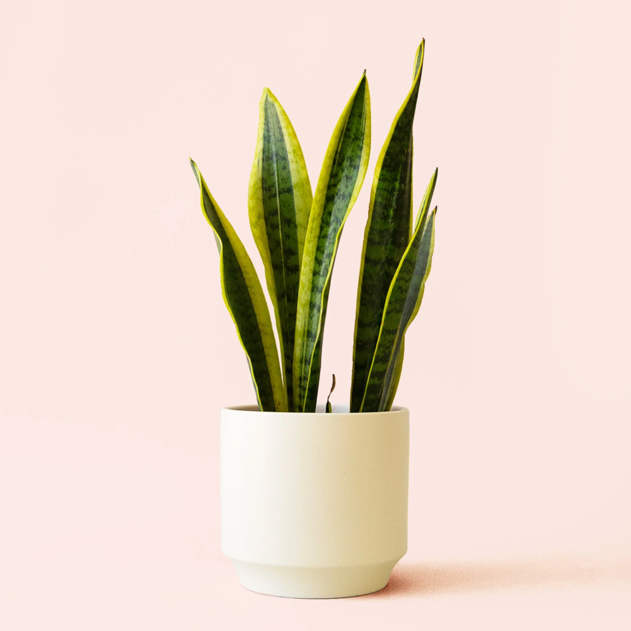 Sansevieria | Laurentii - Image 15