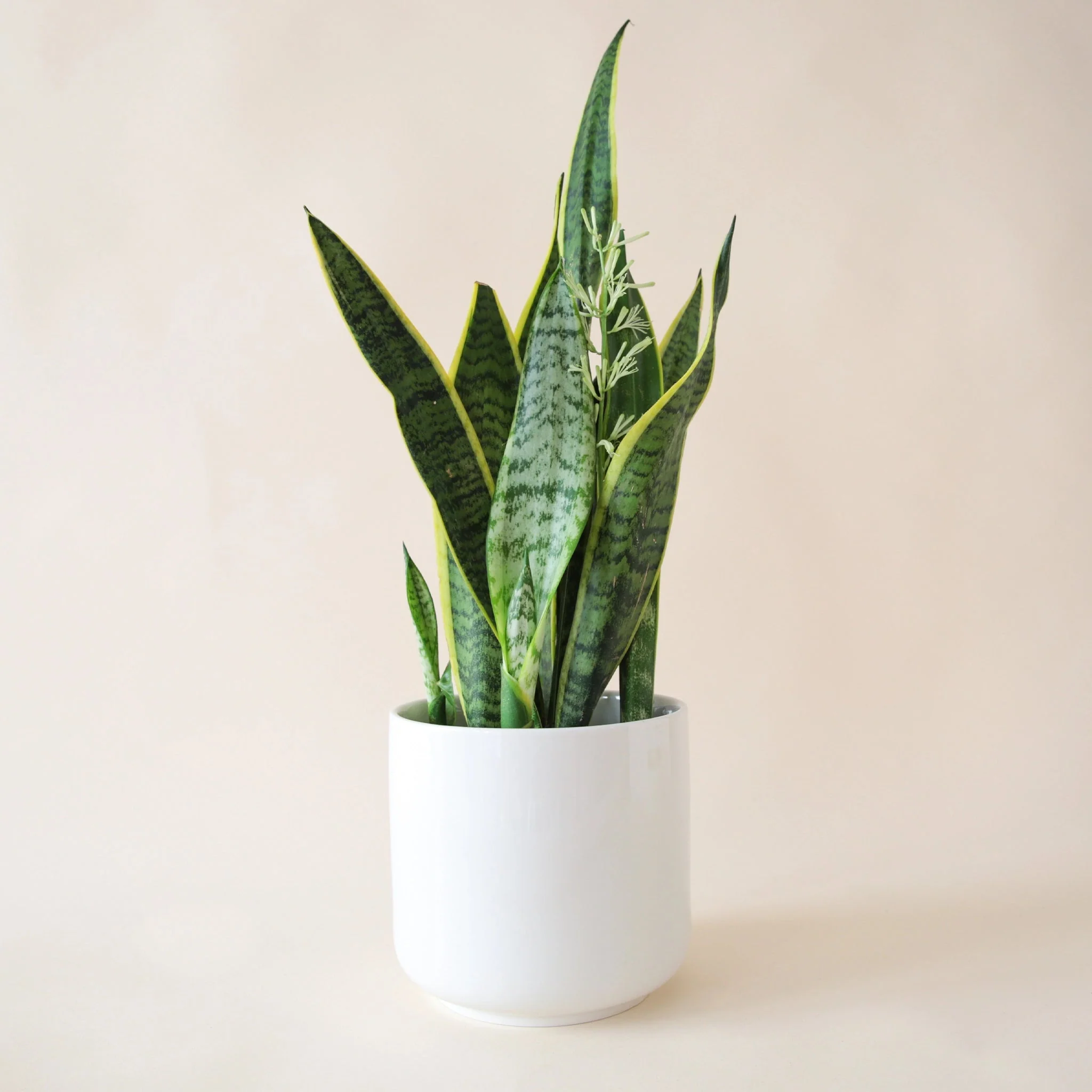 Sansevieria | Laurentii - Image 16