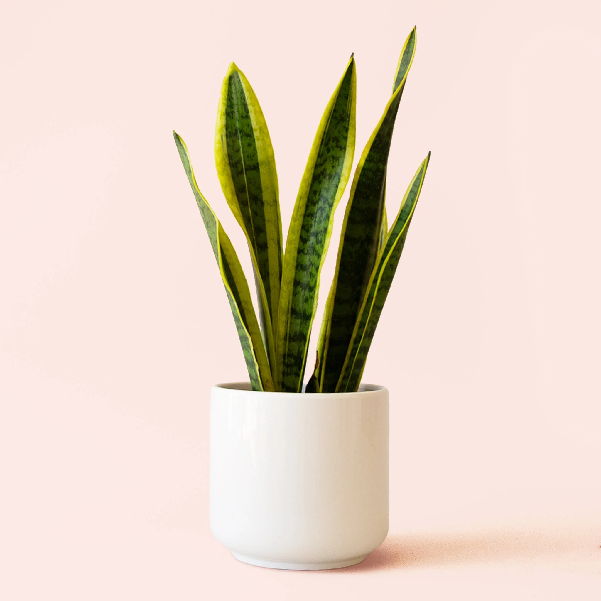 Sansevieria | Laurentii - Image 3