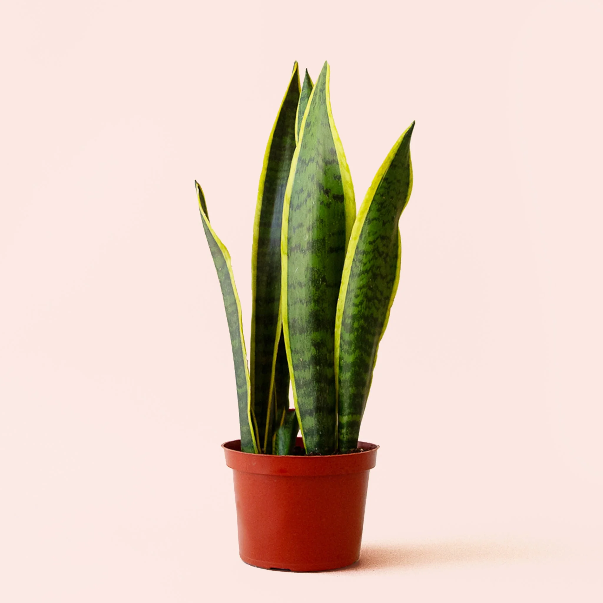 Sansevieria | Laurentii - Image 4