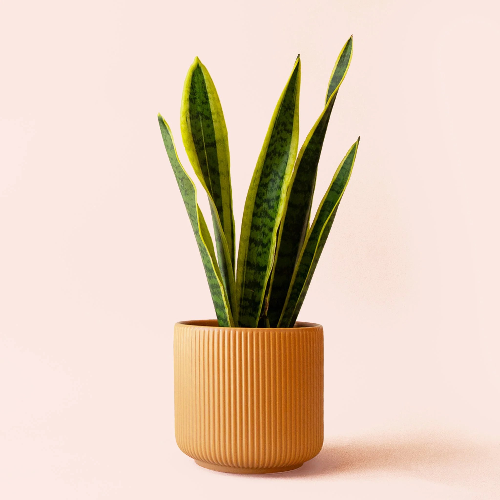 Sansevieria | Laurentii - Image 5
