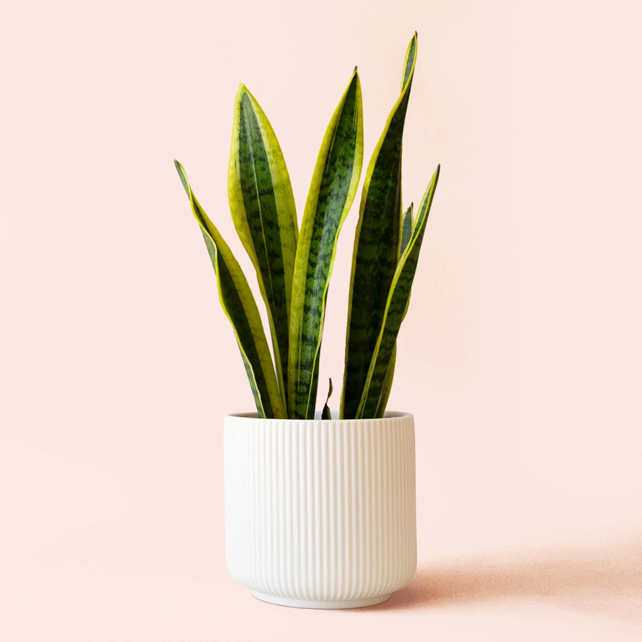 Sansevieria | Laurentii - Image 6