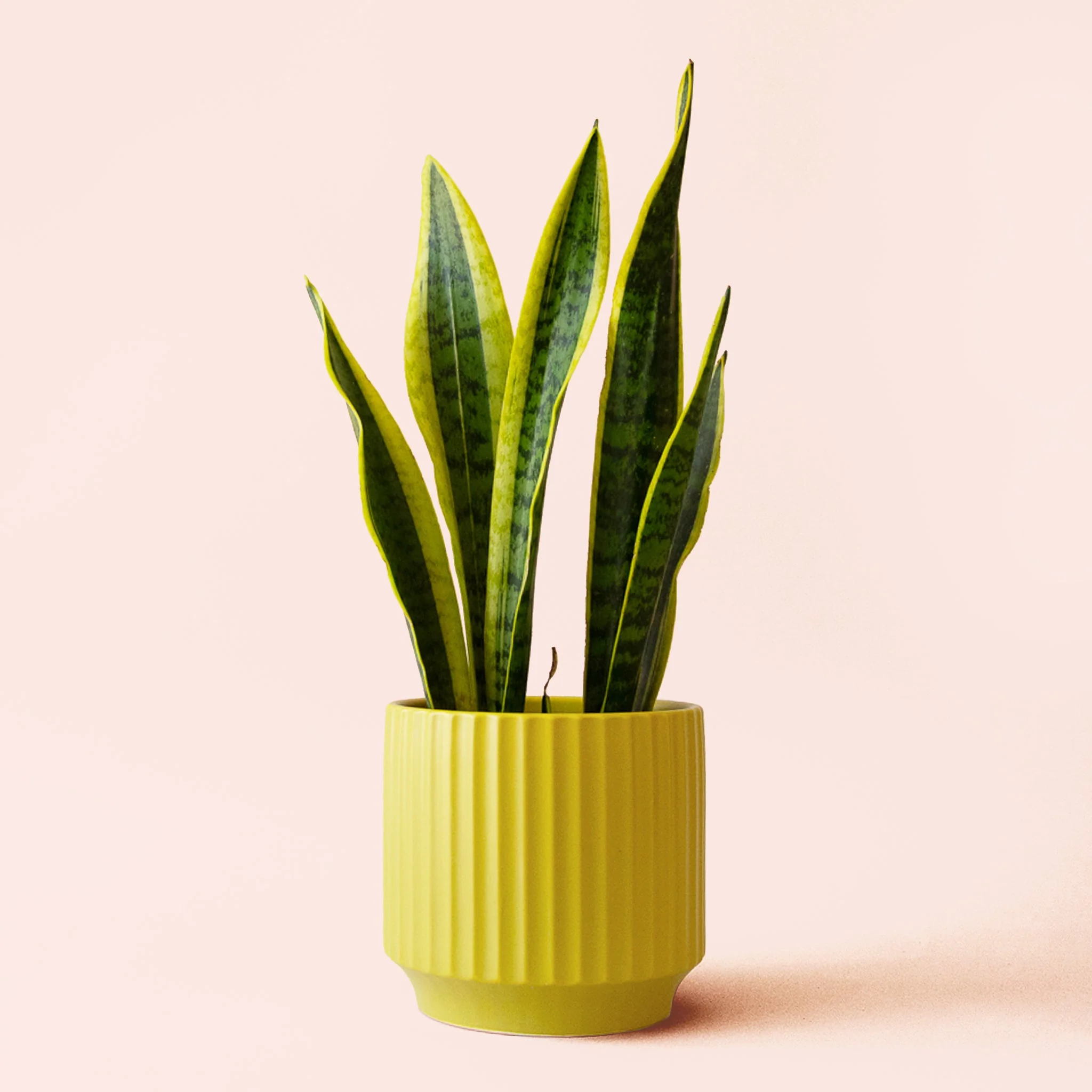 Sansevieria | Laurentii - Image 7