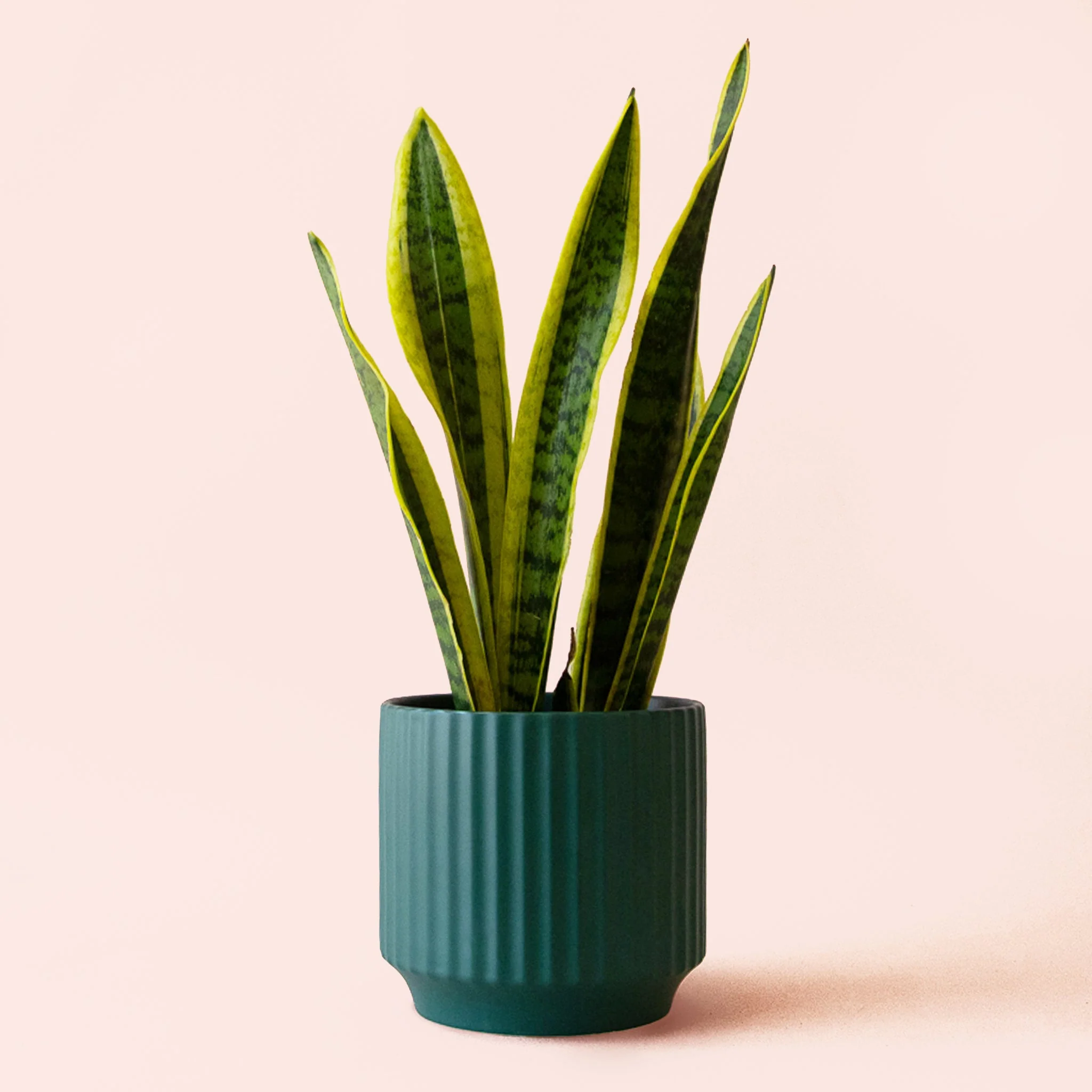 Sansevieria | Laurentii - Image 8