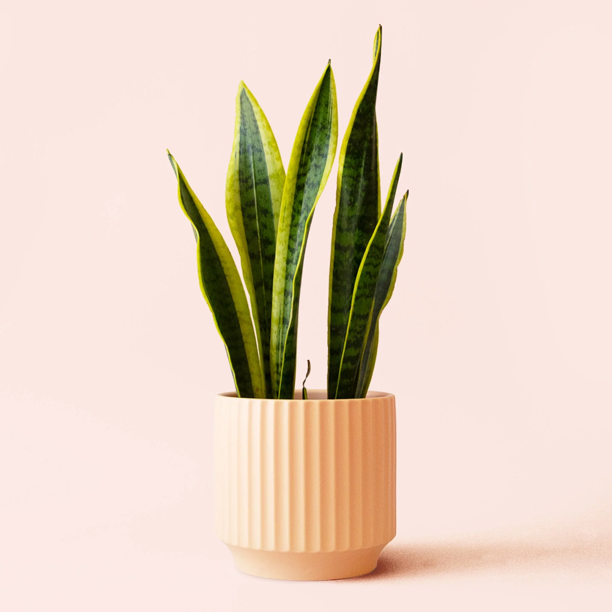 Sansevieria | Laurentii - Image 9