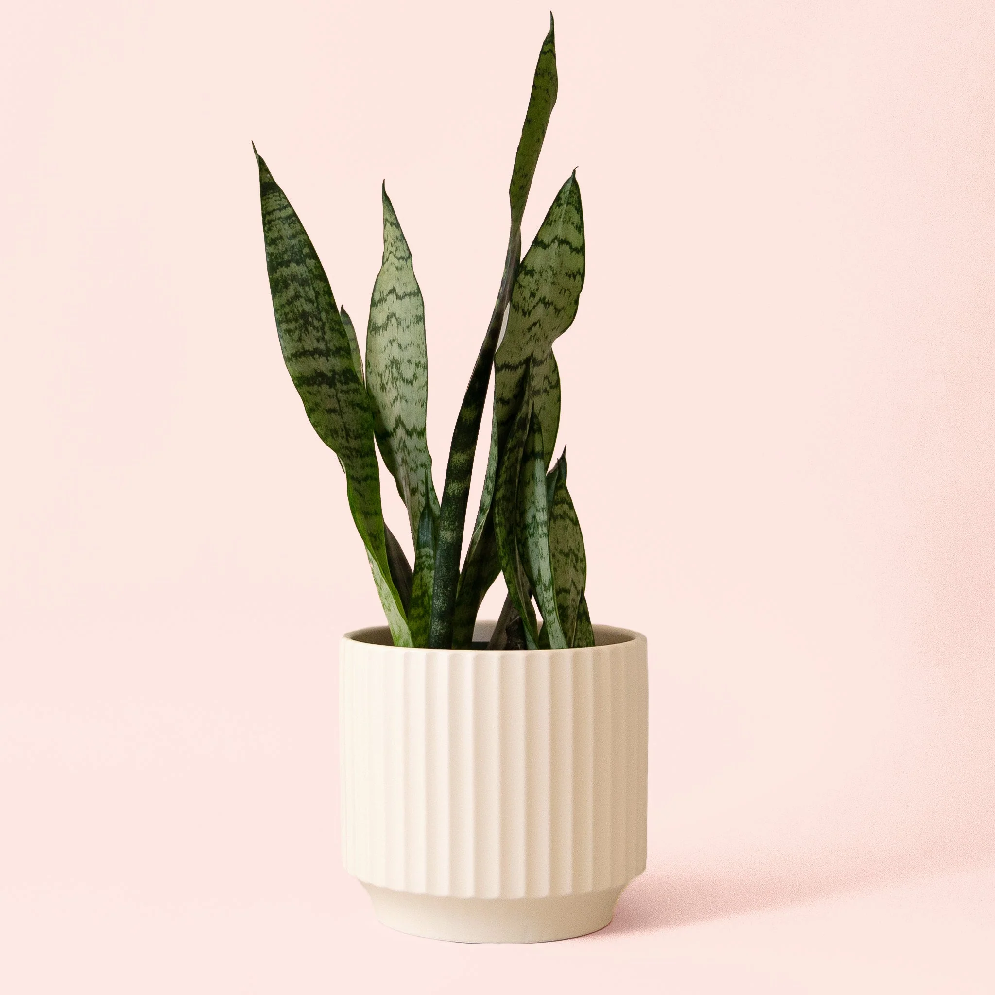 Sansevieria | Zeylanica - Image 11
