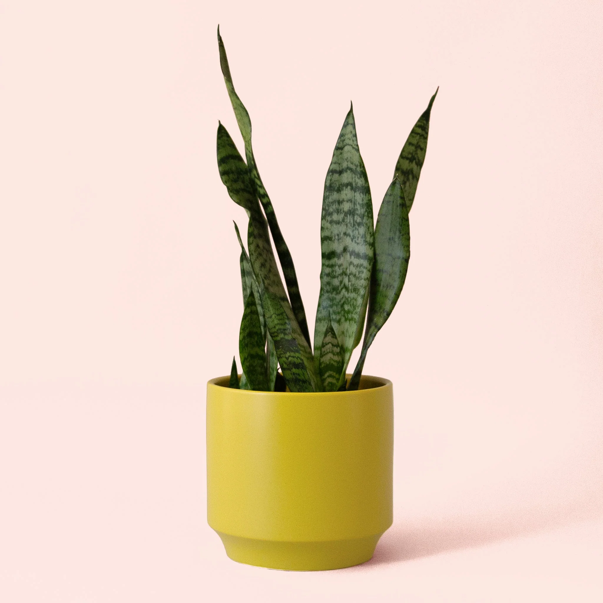 Sansevieria | Zeylanica - Image 12