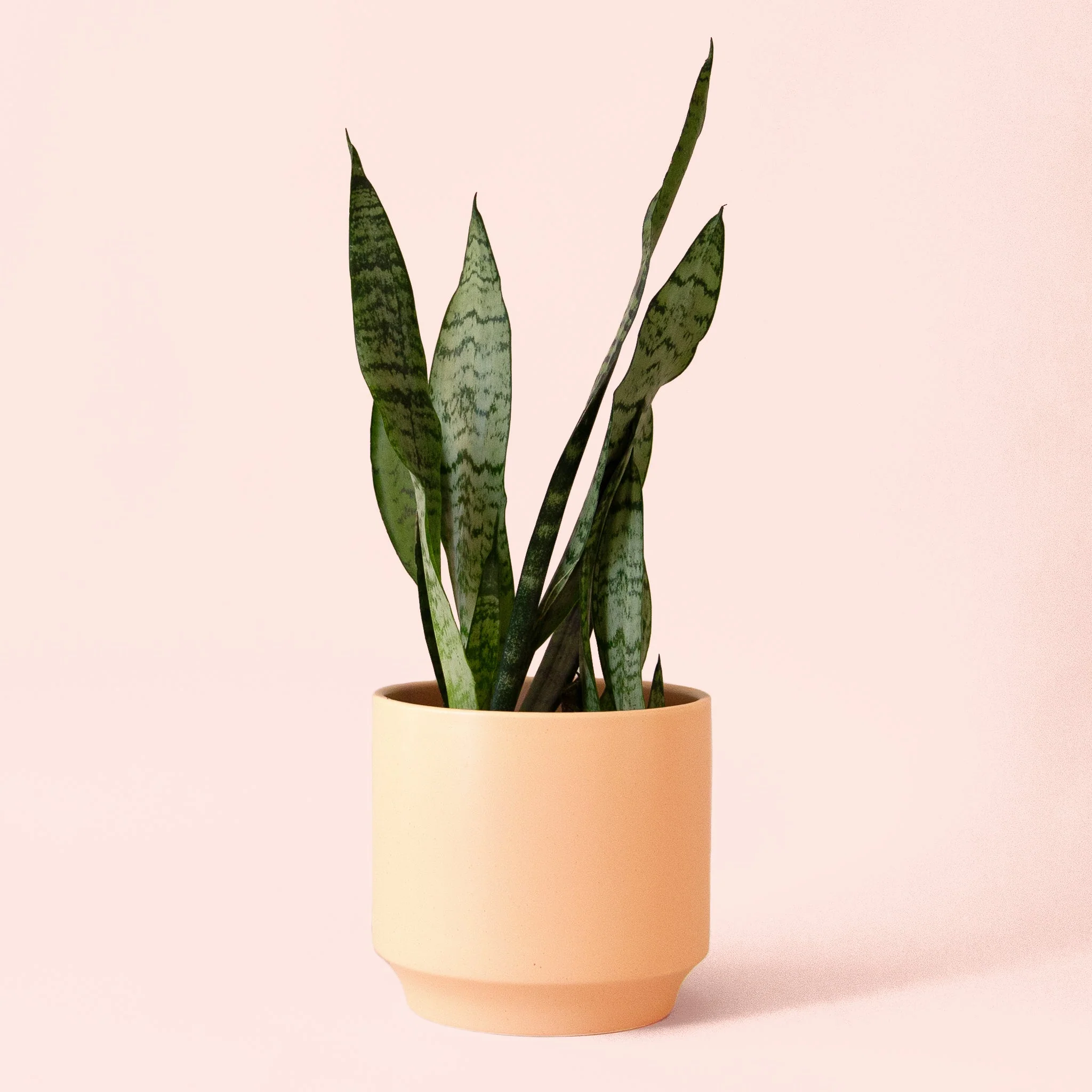 Sansevieria | Zeylanica - Image 13