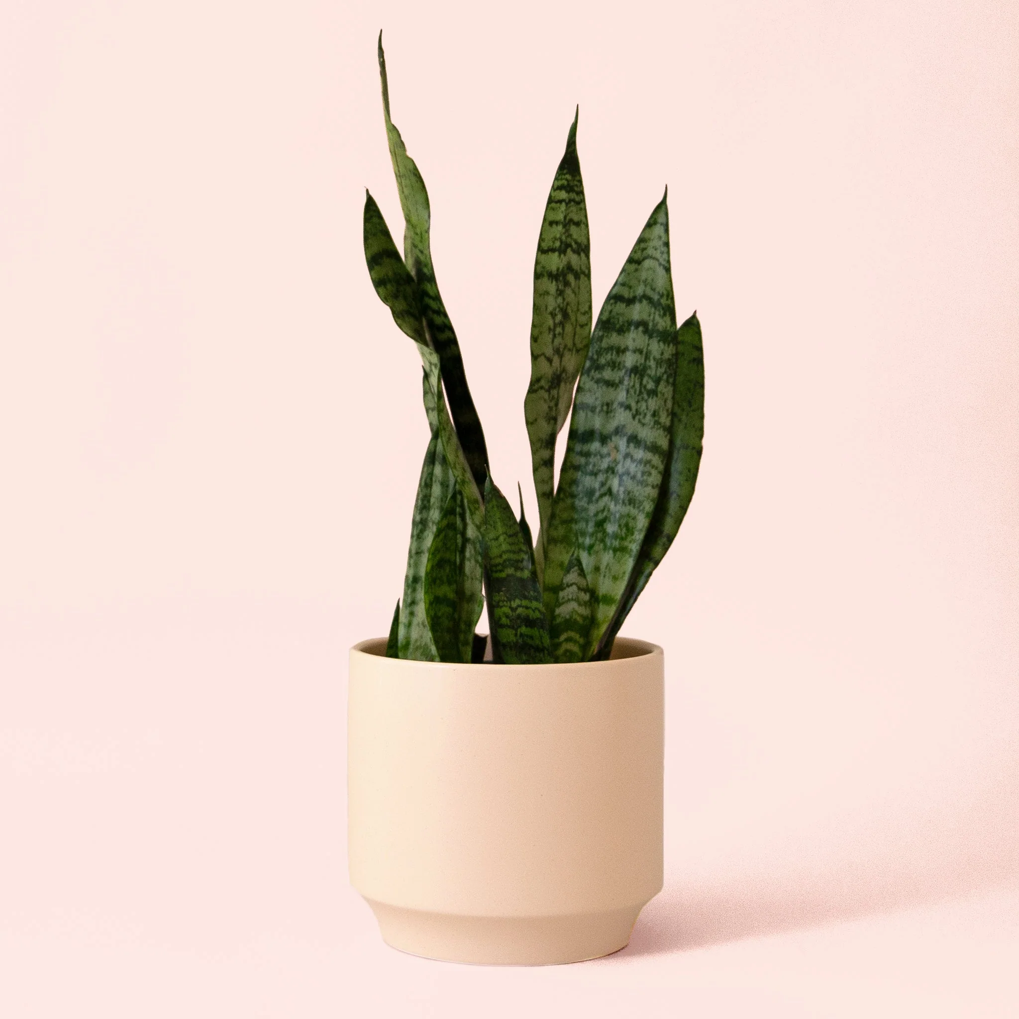 Sansevieria | Zeylanica - Image 14