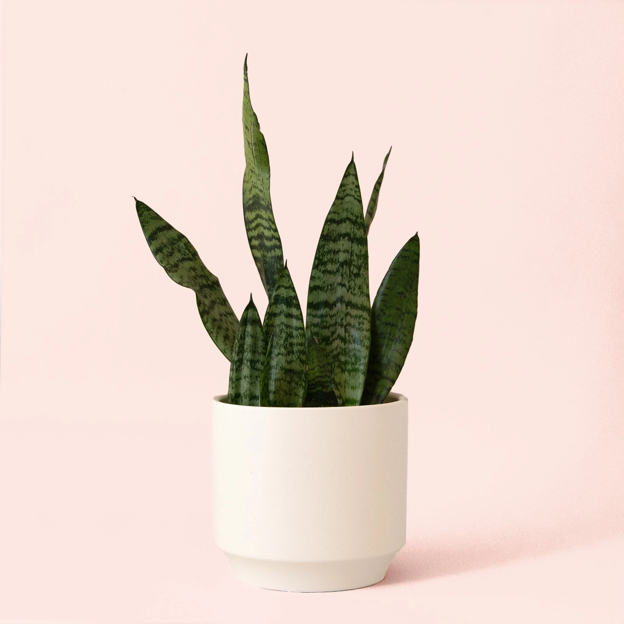 Sansevieria | Zeylanica - Image 15