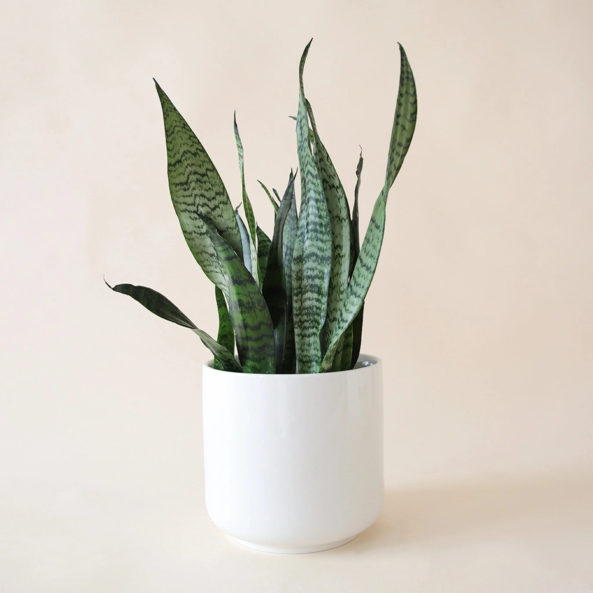 Sansevieria | Zeylanica - Image 16