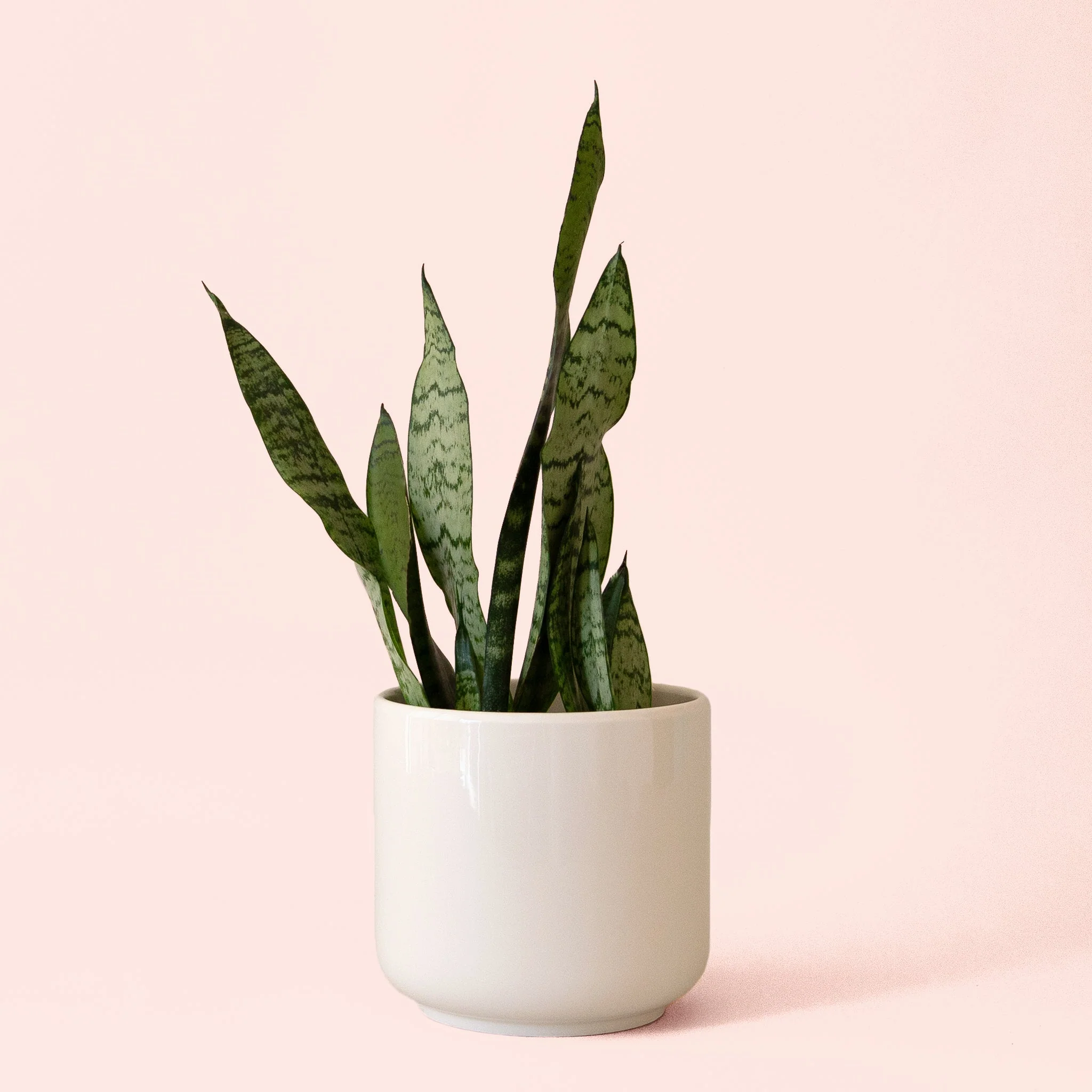 Sansevieria | Zeylanica - Image 3