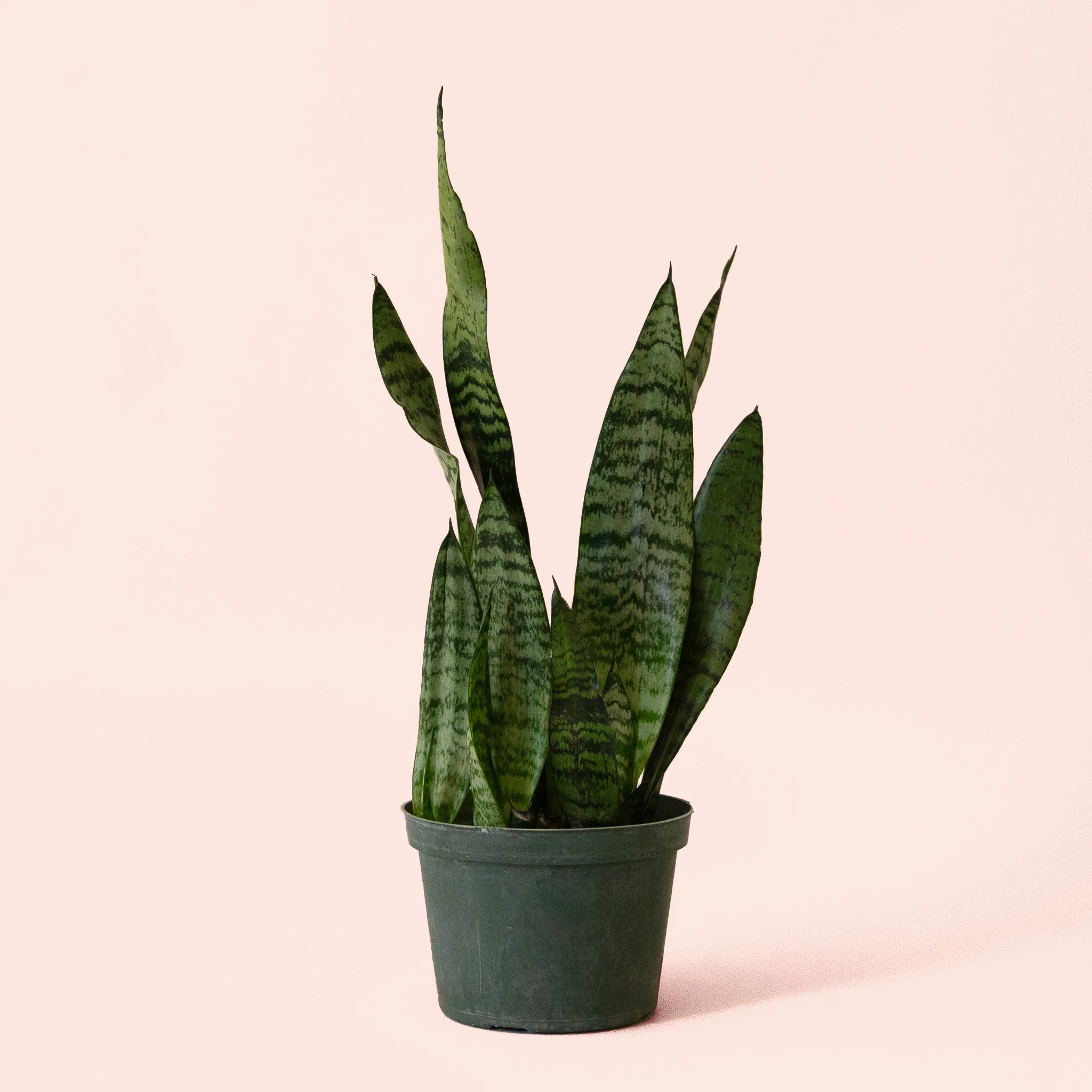 Sansevieria | Zeylanica - Image 4