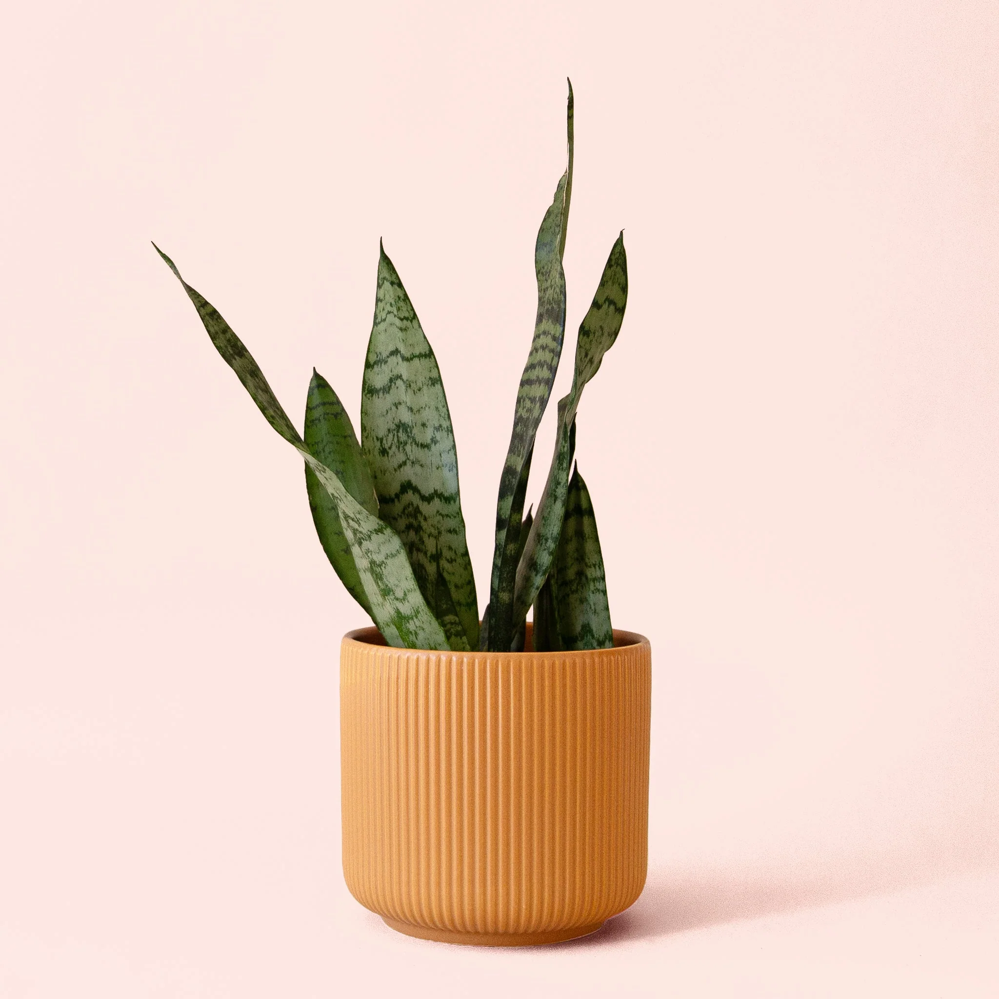 Sansevieria | Zeylanica - Image 5