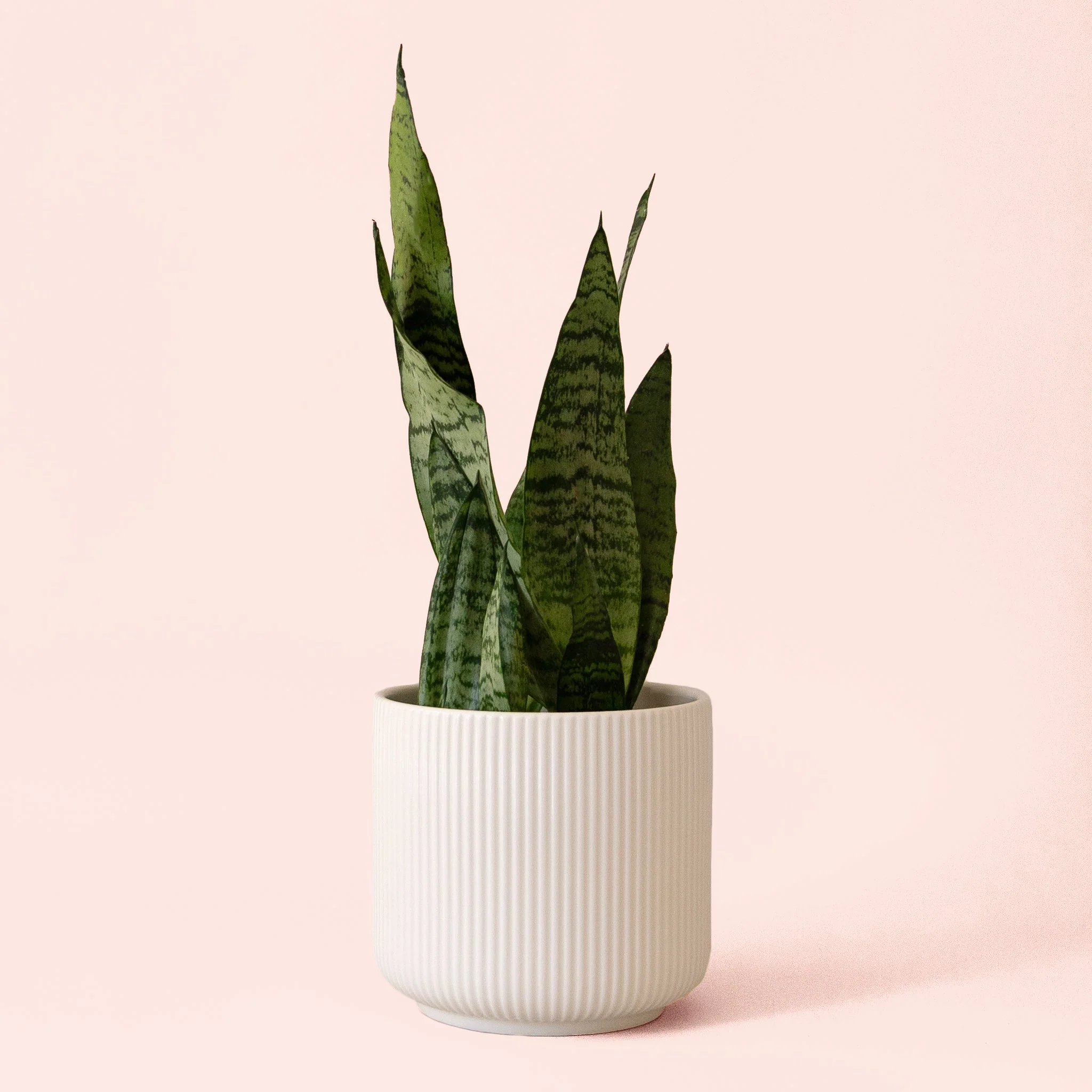 Sansevieria | Zeylanica - Image 6