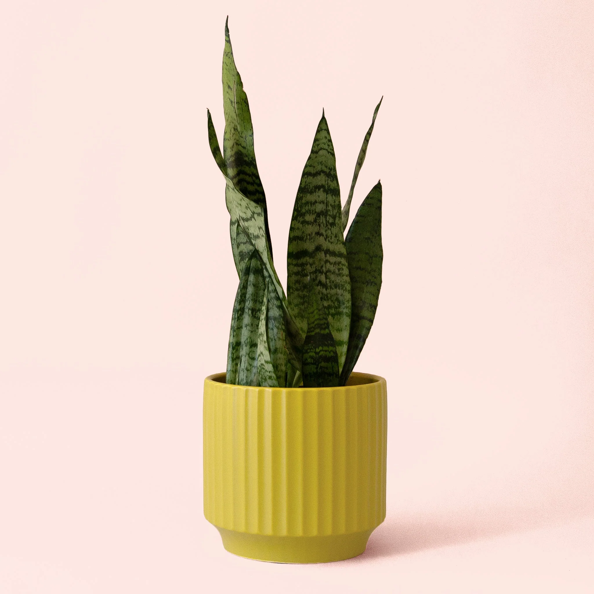 Sansevieria | Zeylanica - Image 7