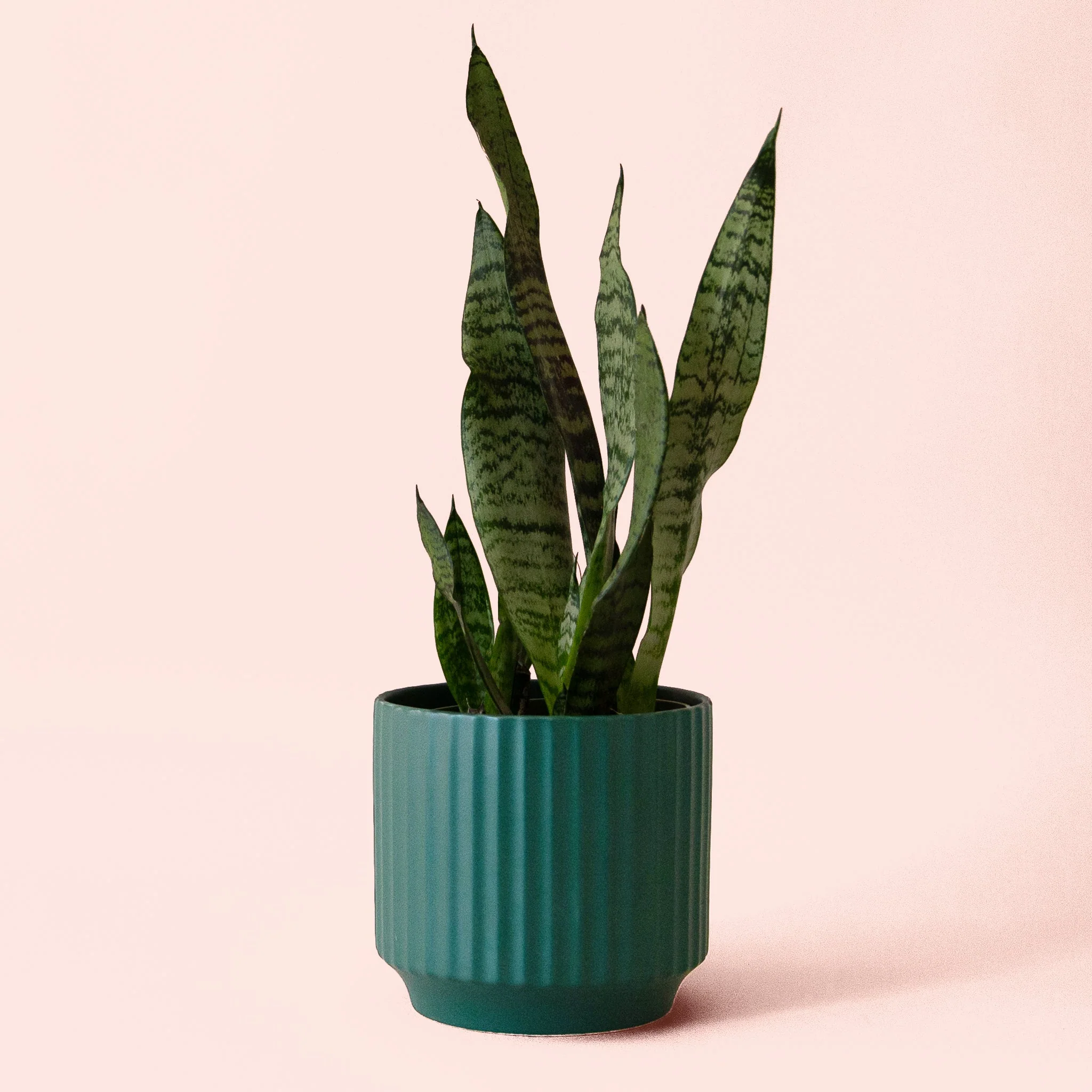 Sansevieria | Zeylanica - Image 8