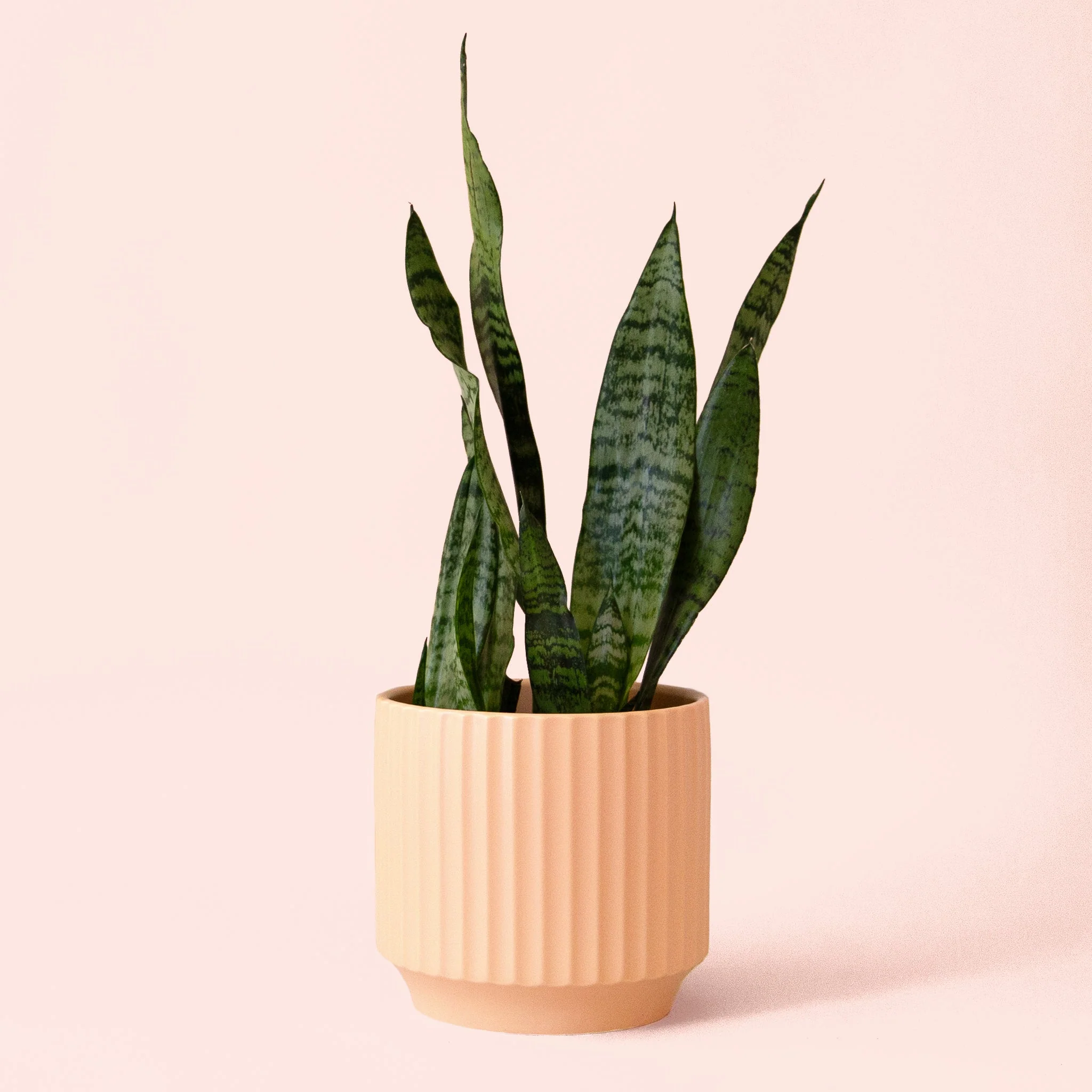 Sansevieria | Zeylanica - Image 9
