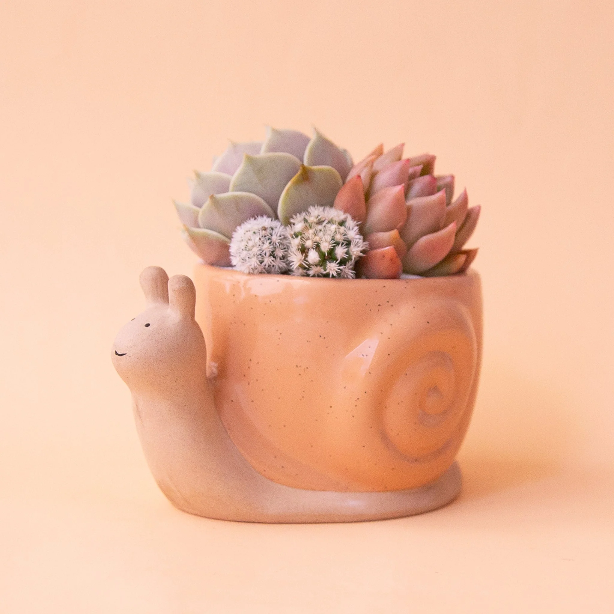 Snail Planter | Sunset - Image 3