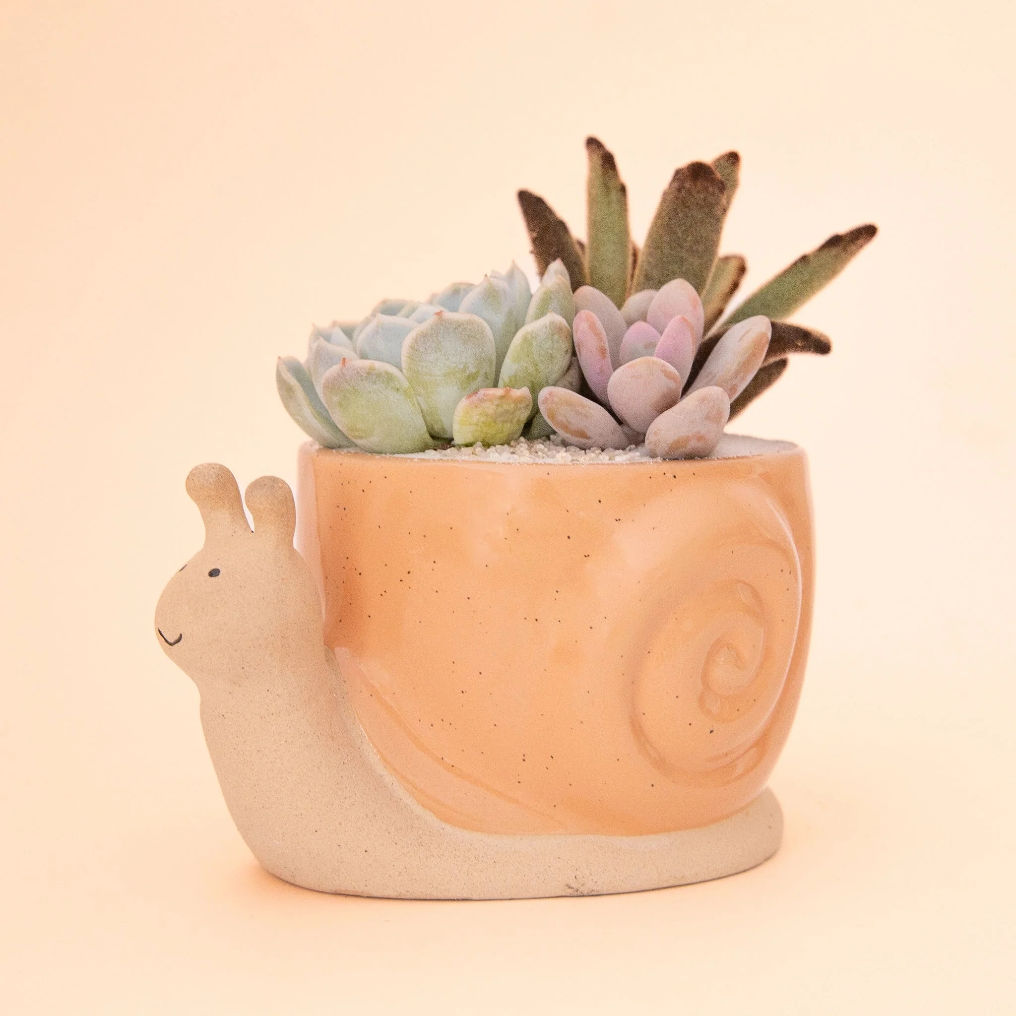 Snail Planter | Sunset - Image 4